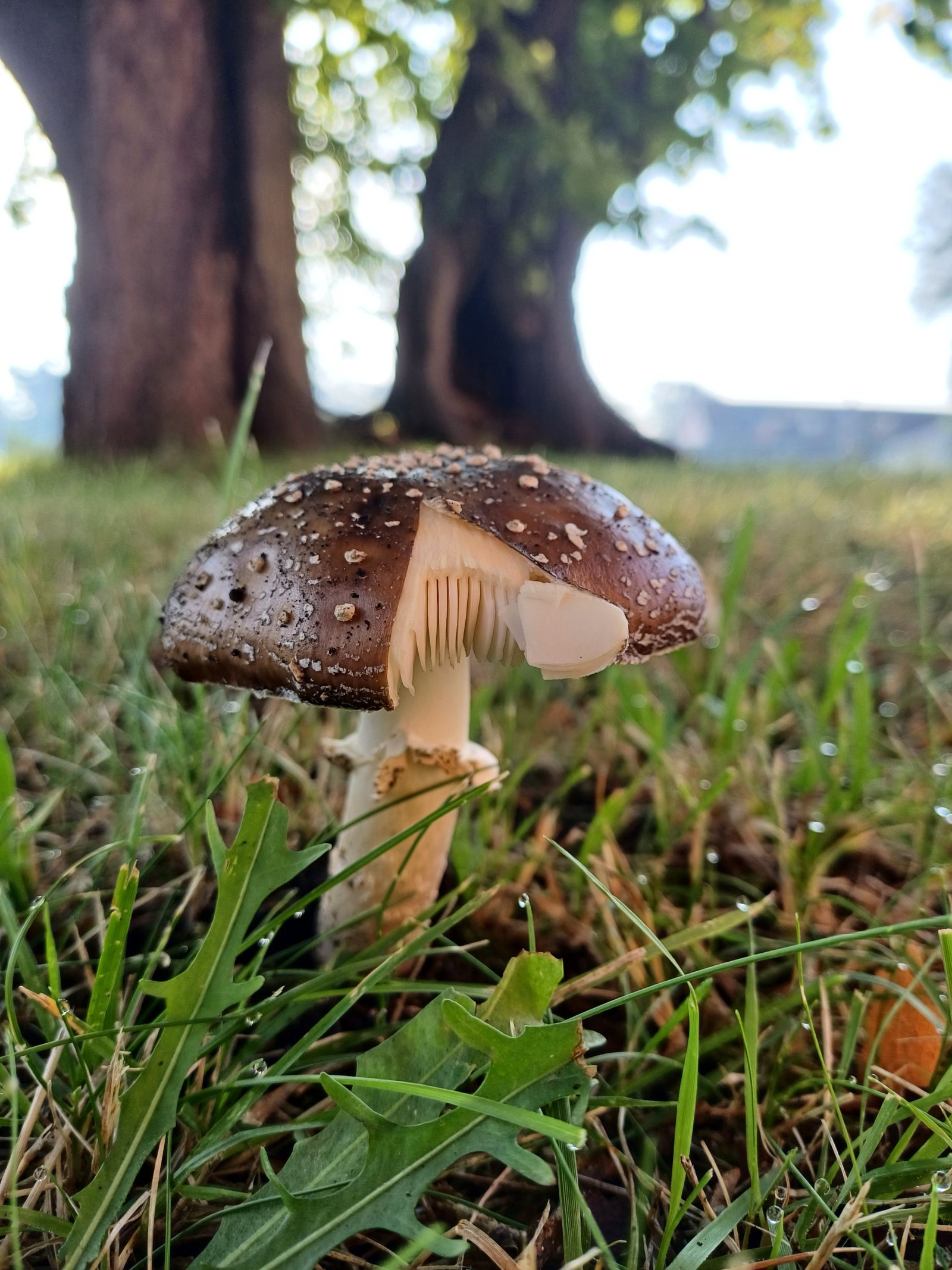 fg022_Thorstensson-Linde Freiberg_Pilz (2024/09)