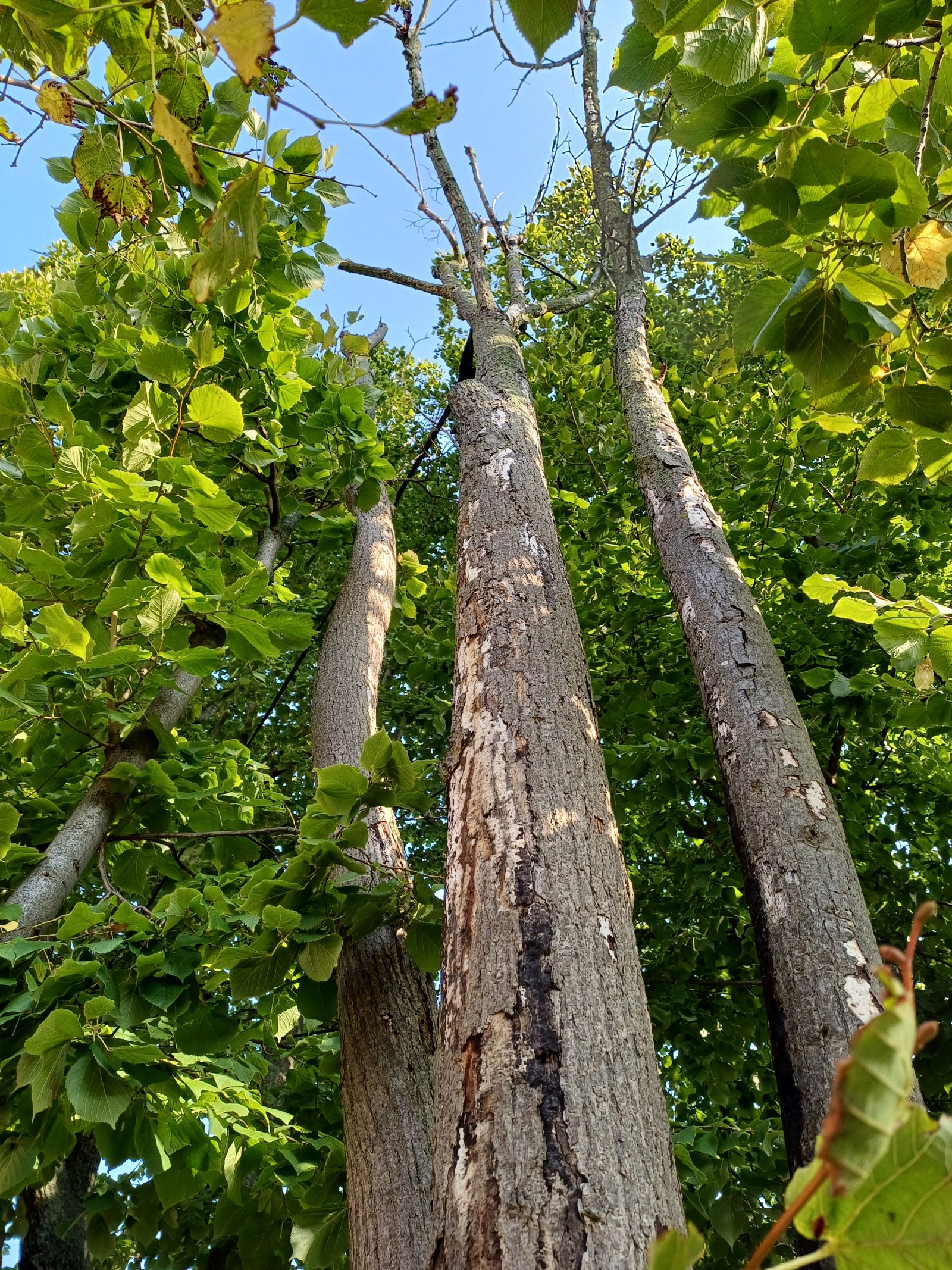 fg022_Thorstensson-Linde Freiberg_Stämme (2023/04)