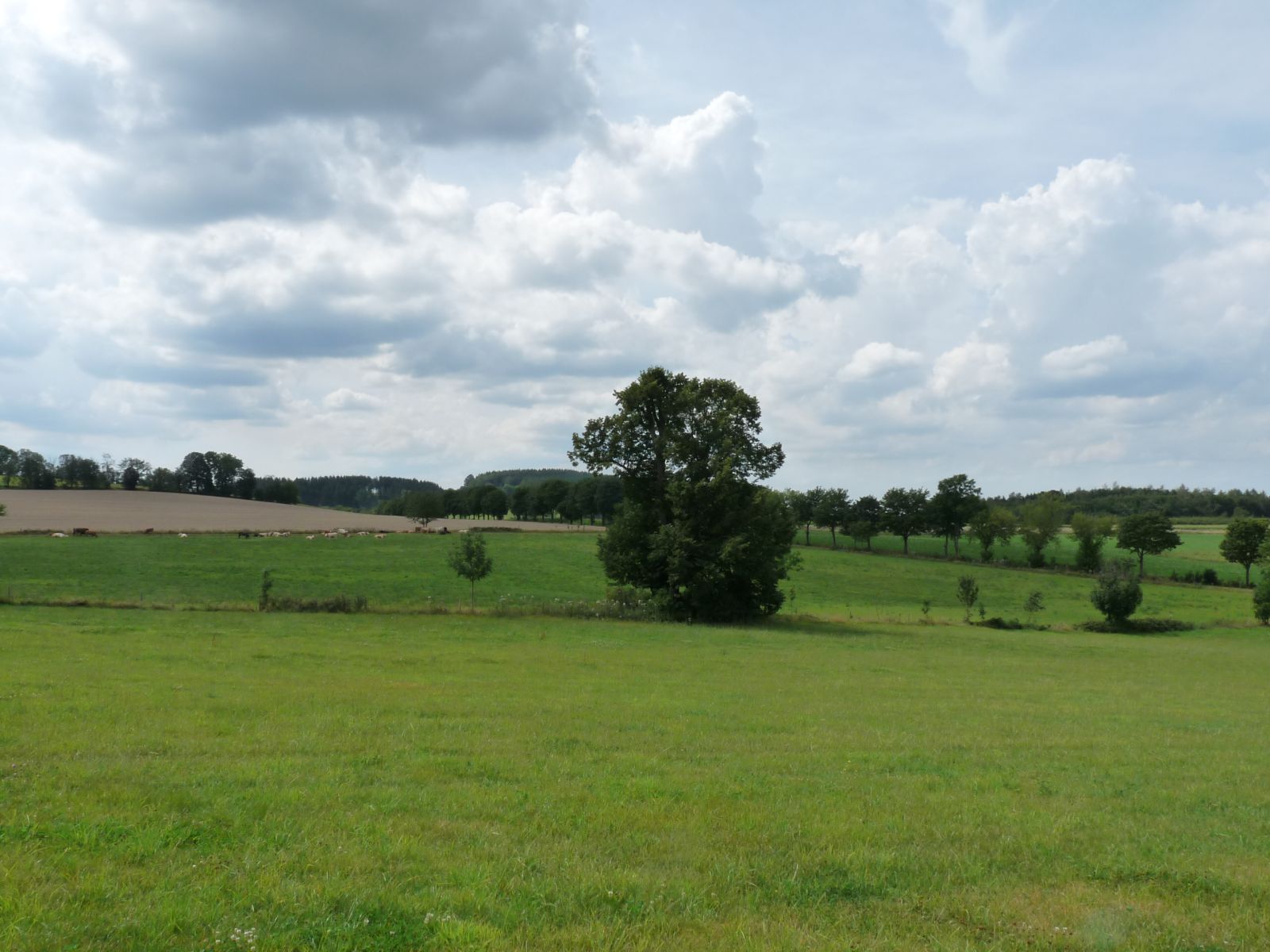 fg032_ND_Sommerlinde Zethau_Landschaft (2024/08)