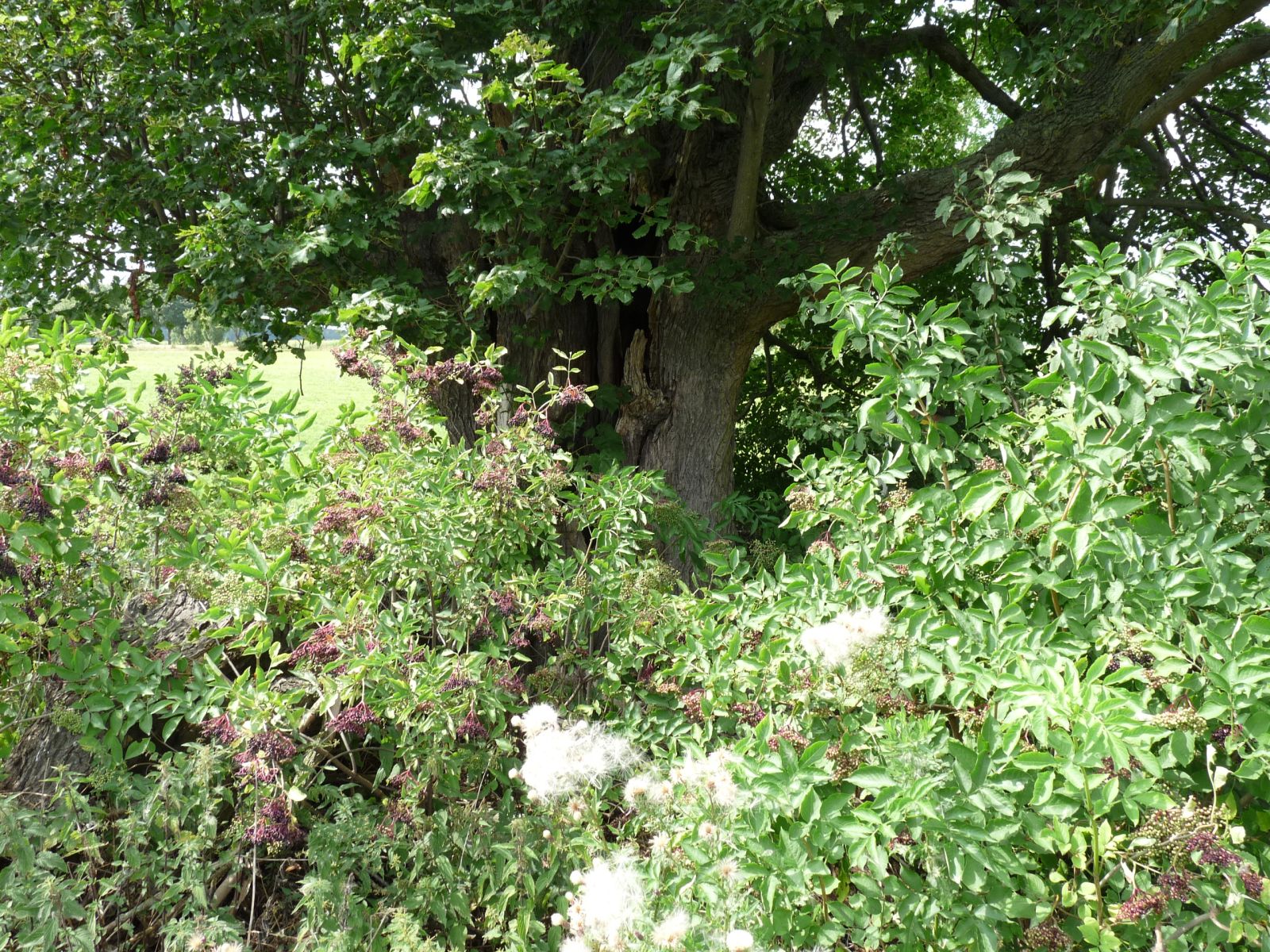 fg032_ND_Sommerlinde Zethau_Holunder (2024/08)