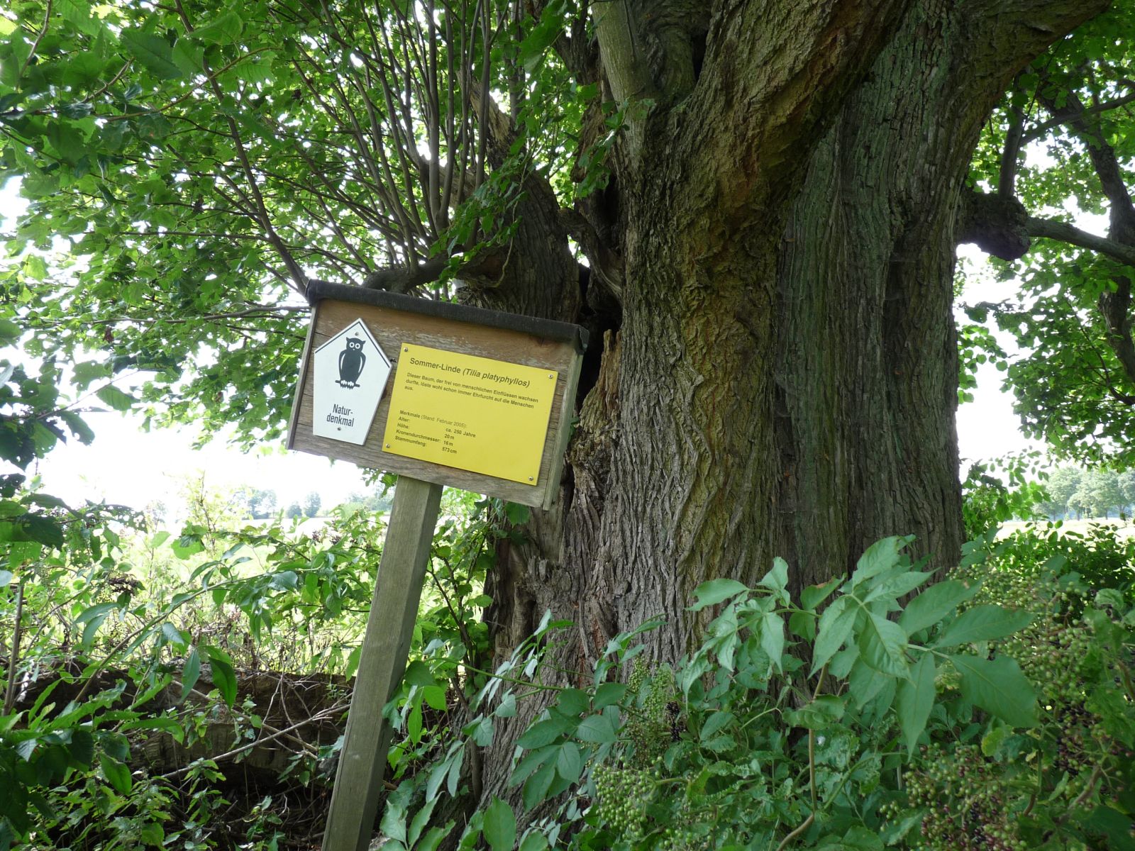 fg032_ND_Sommerlinde Zethau_Schild (2024/08)