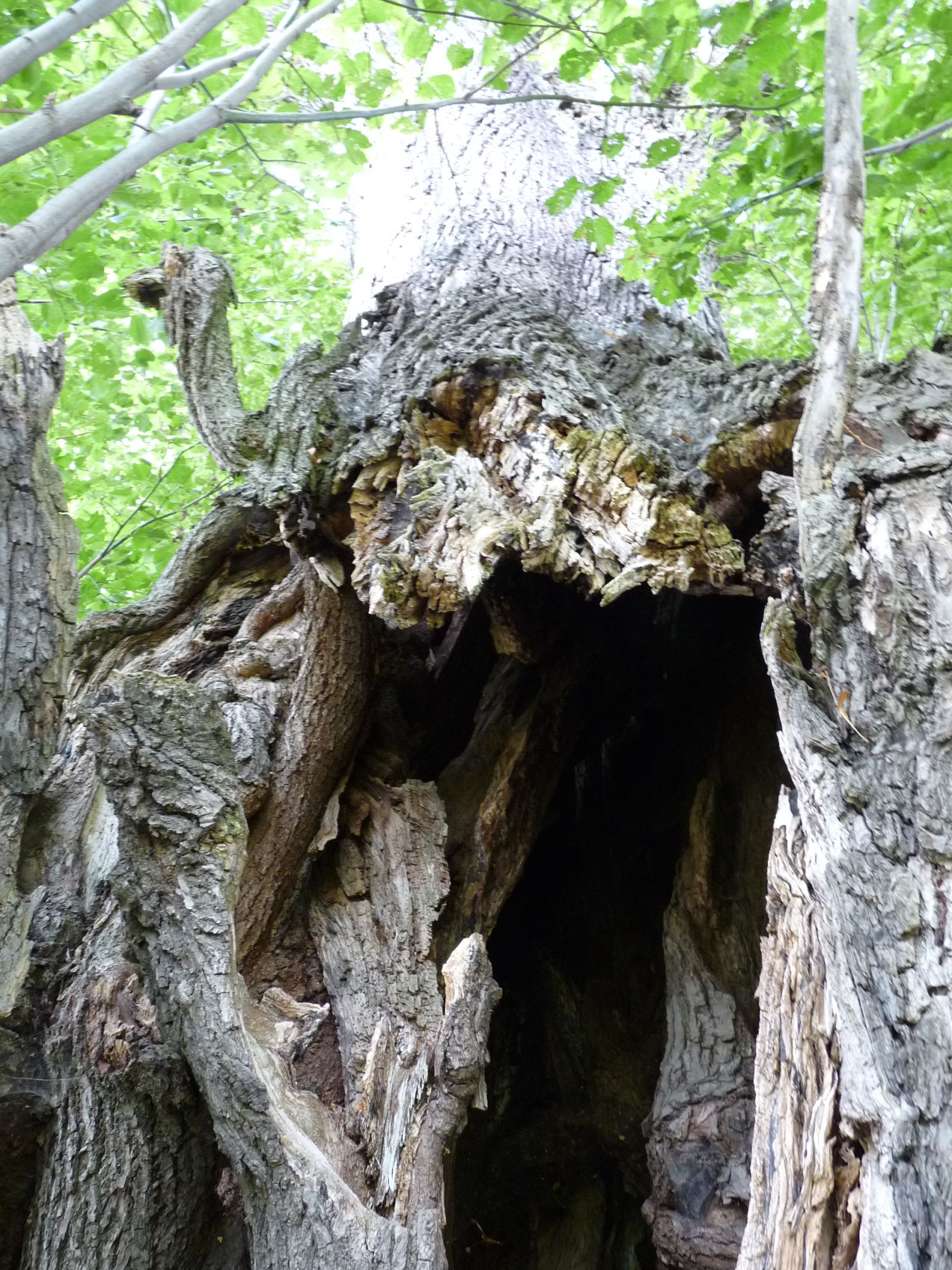 fg032_ND_Sommerlinde Zethau_Stamm (2024/08)