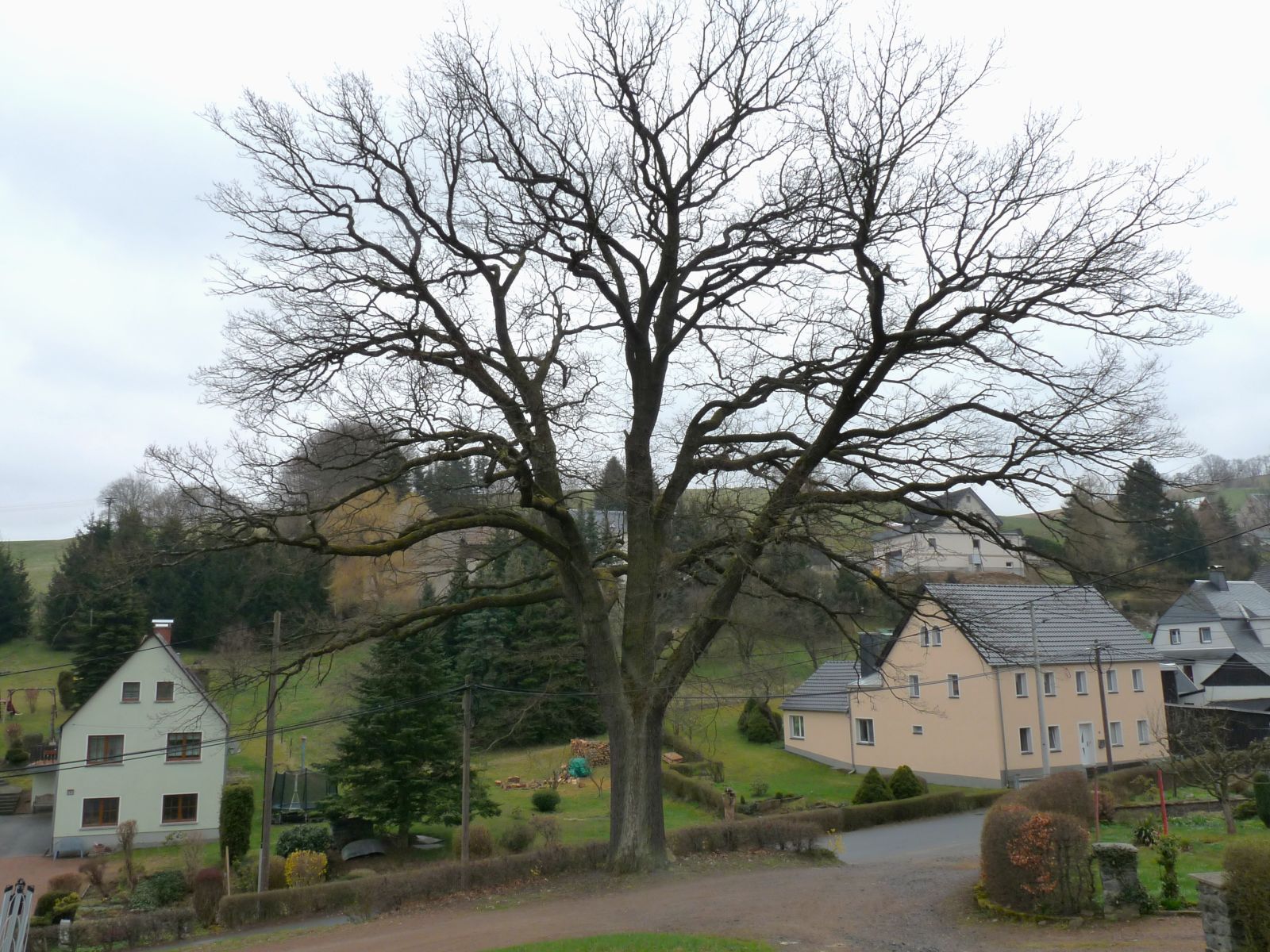 Friedens-Eiche im Dorf Bärenstein
