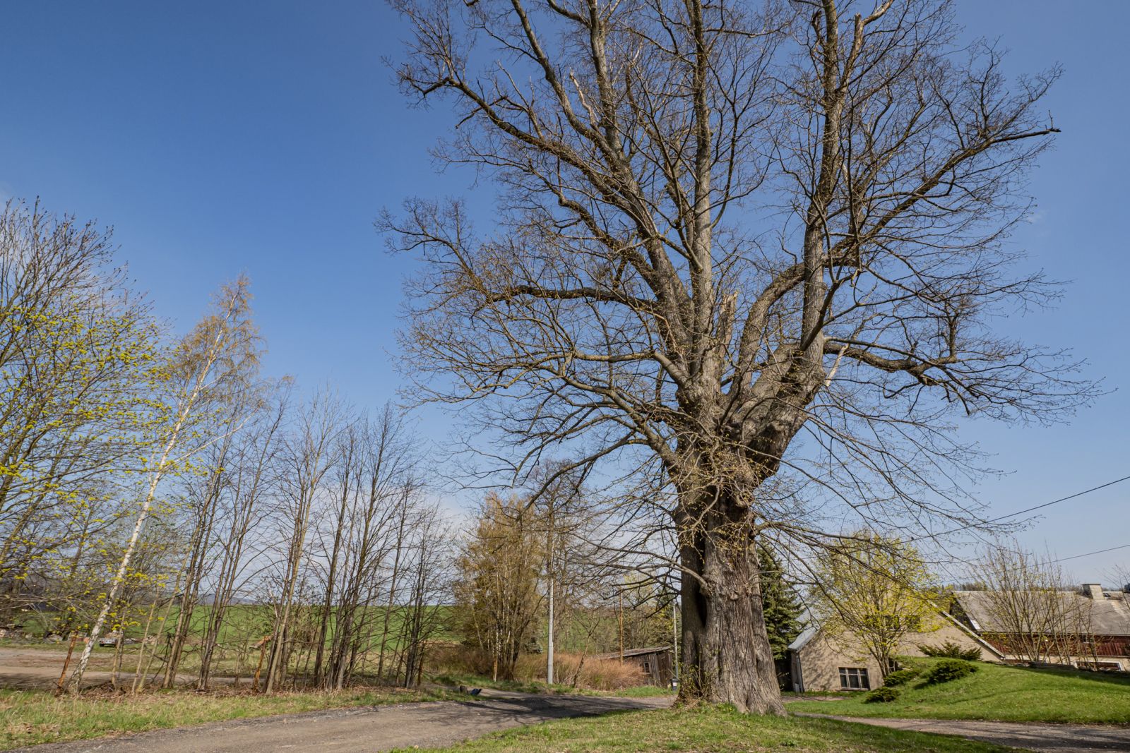 Linde am Schloss Bärenstein