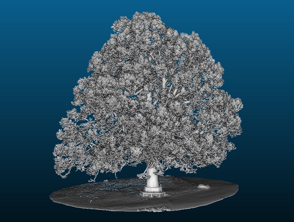 Bild: Inga Frehse
- Kommentar: Entegen der ND-Ausweisung keine Winter-Linde, sondern eine Holländische Linde (Tilia x europaea)