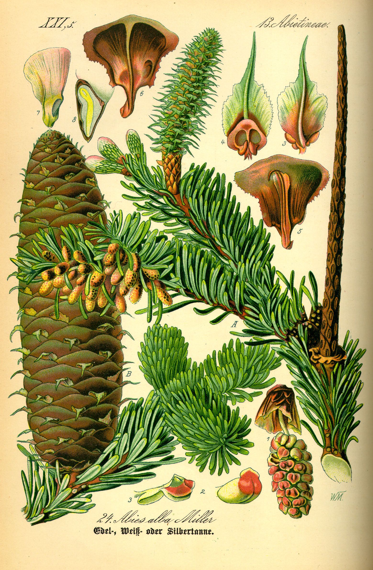 Bild: www.biolib.de / Thome 1885
