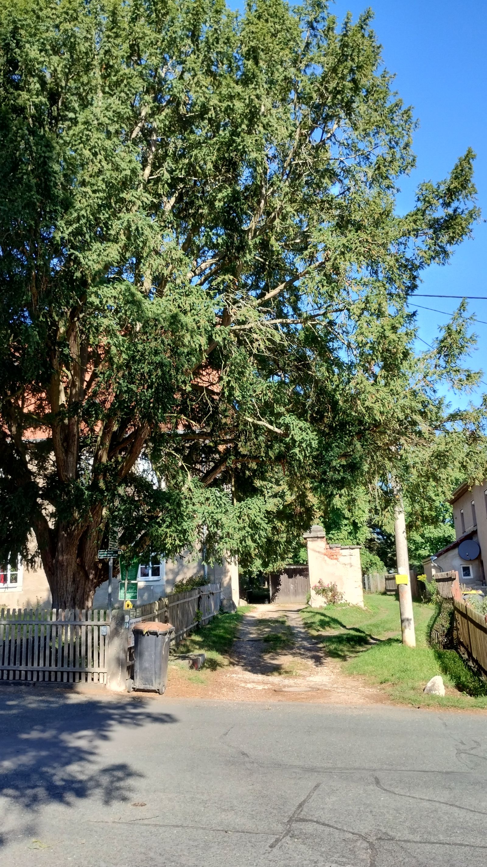 Eibe im Pfarrgarten in Somsdorf