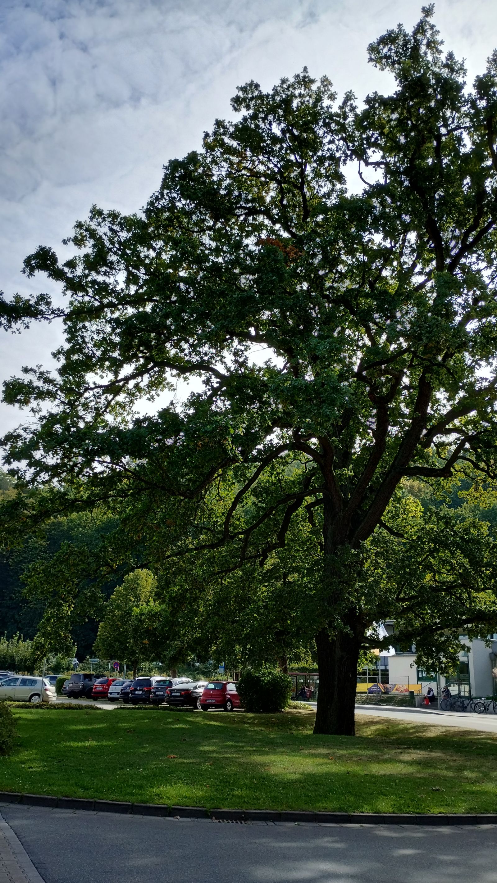 Stieleiche an der alten Spinnerei in Freital-Coßmannsdorf