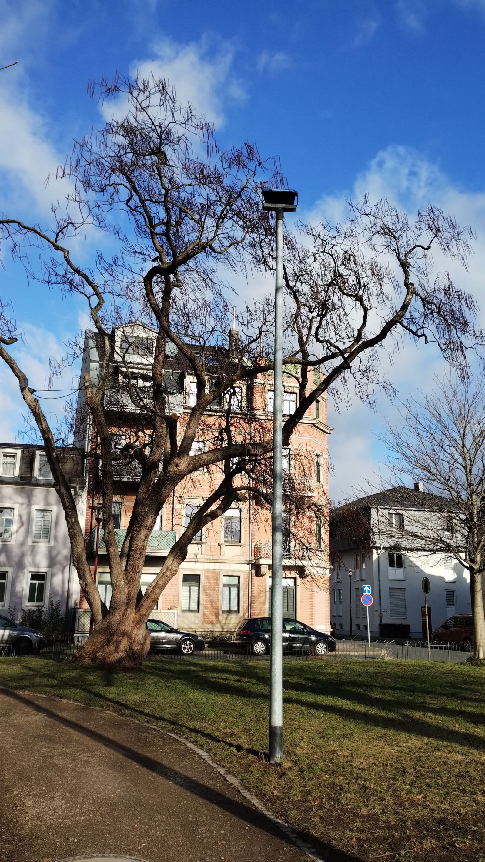 Trompetenbaum an der Deubener Kirche in Freital