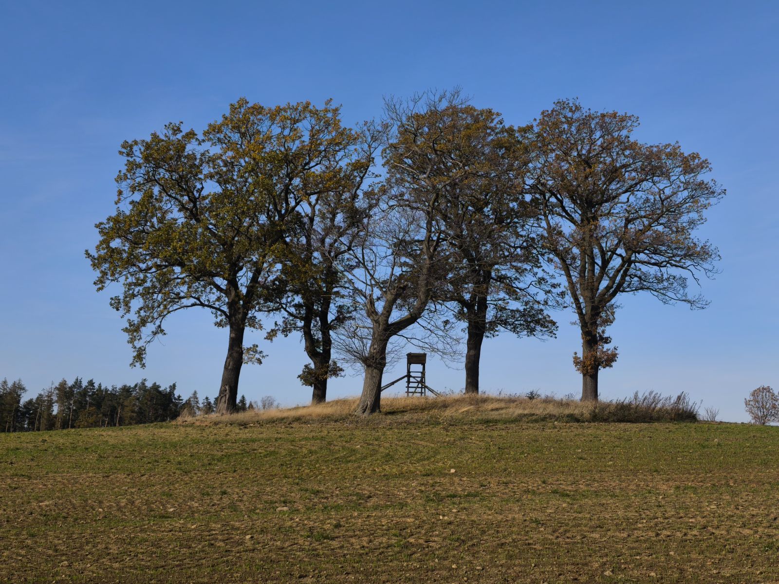 Stiel-Eiche auf dem Schafberg