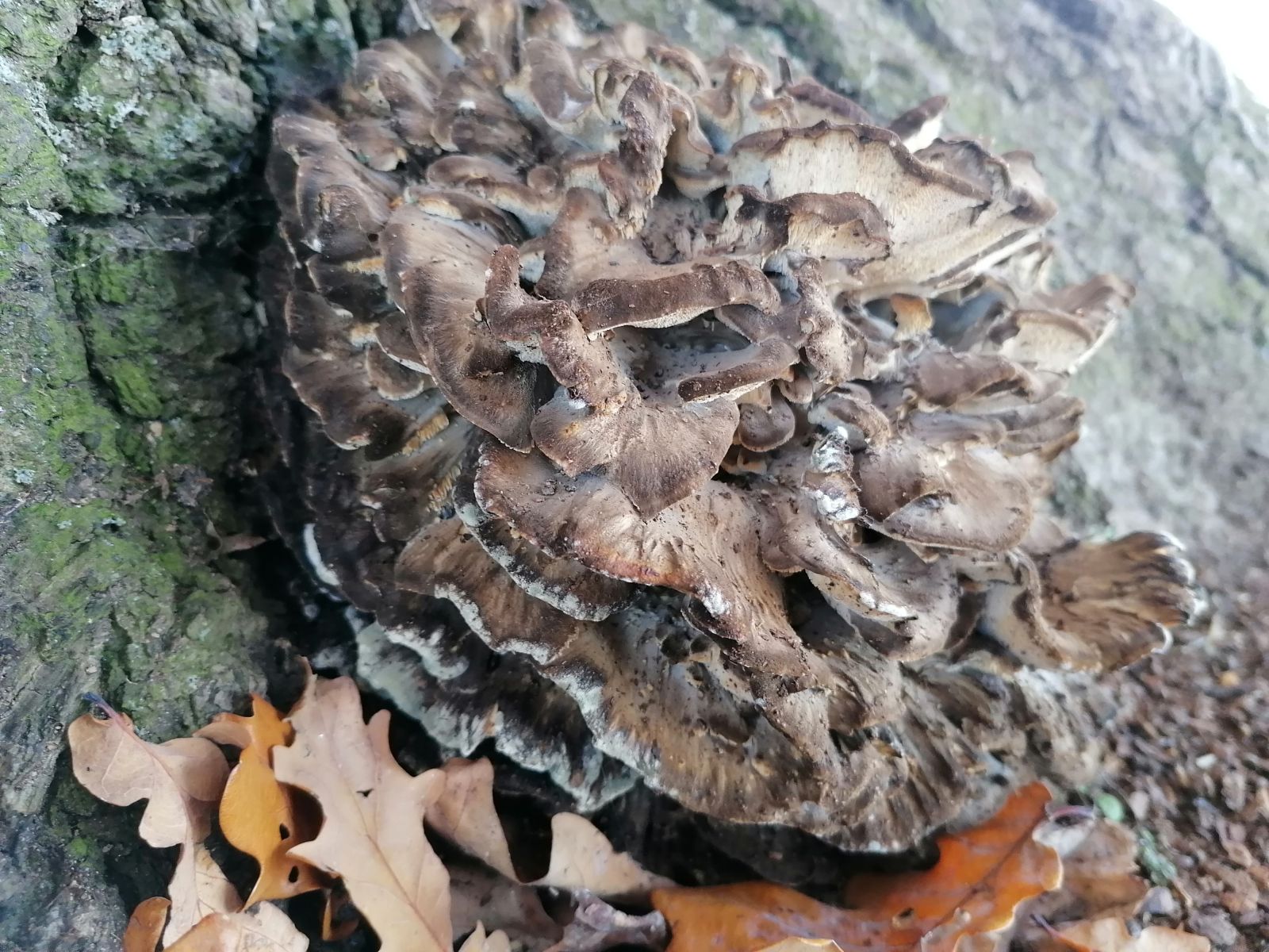 Stieleiche am Weg zum Lerchenberg westlich Börnchen / grauer Pilz