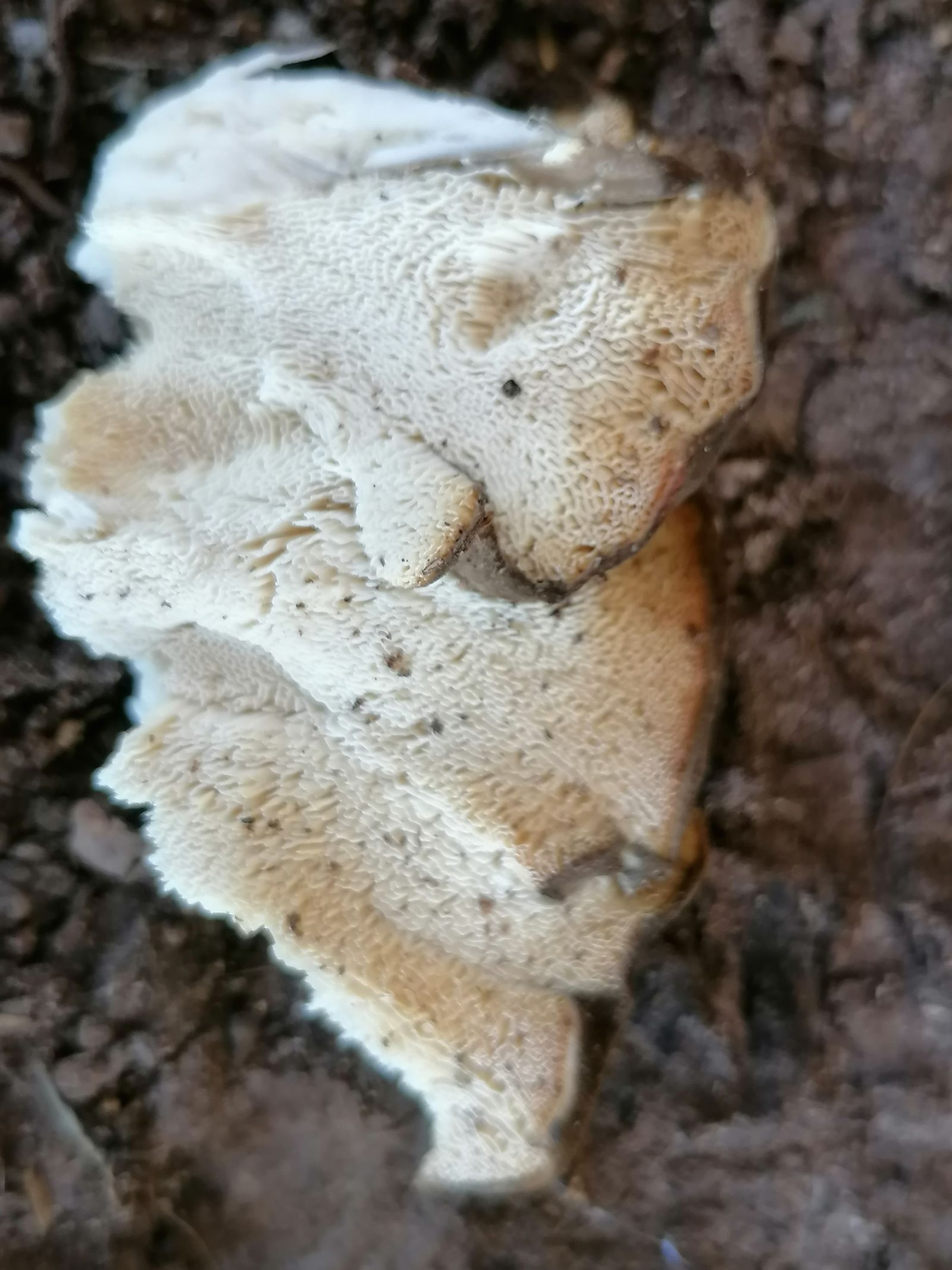 Stieleiche am Weg zum Lerchenberg westlich Börnchen / weißer Pilz