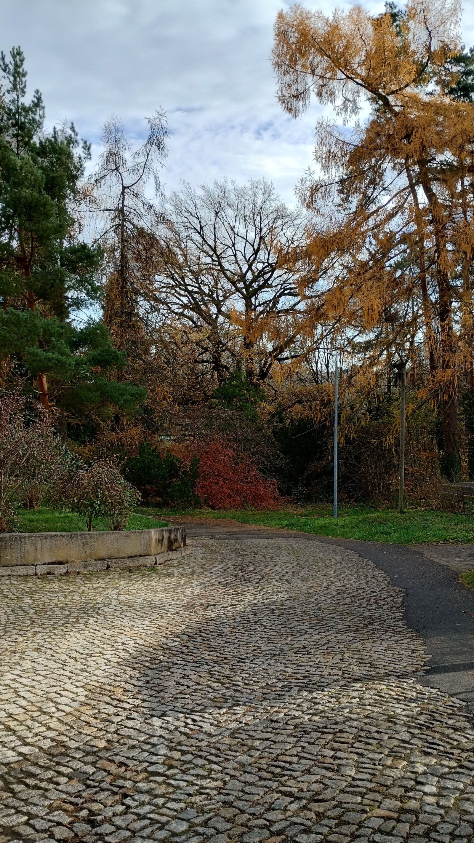 Stiel-Eiche an der Weinbergsiedlung in Freital-Hainsberg