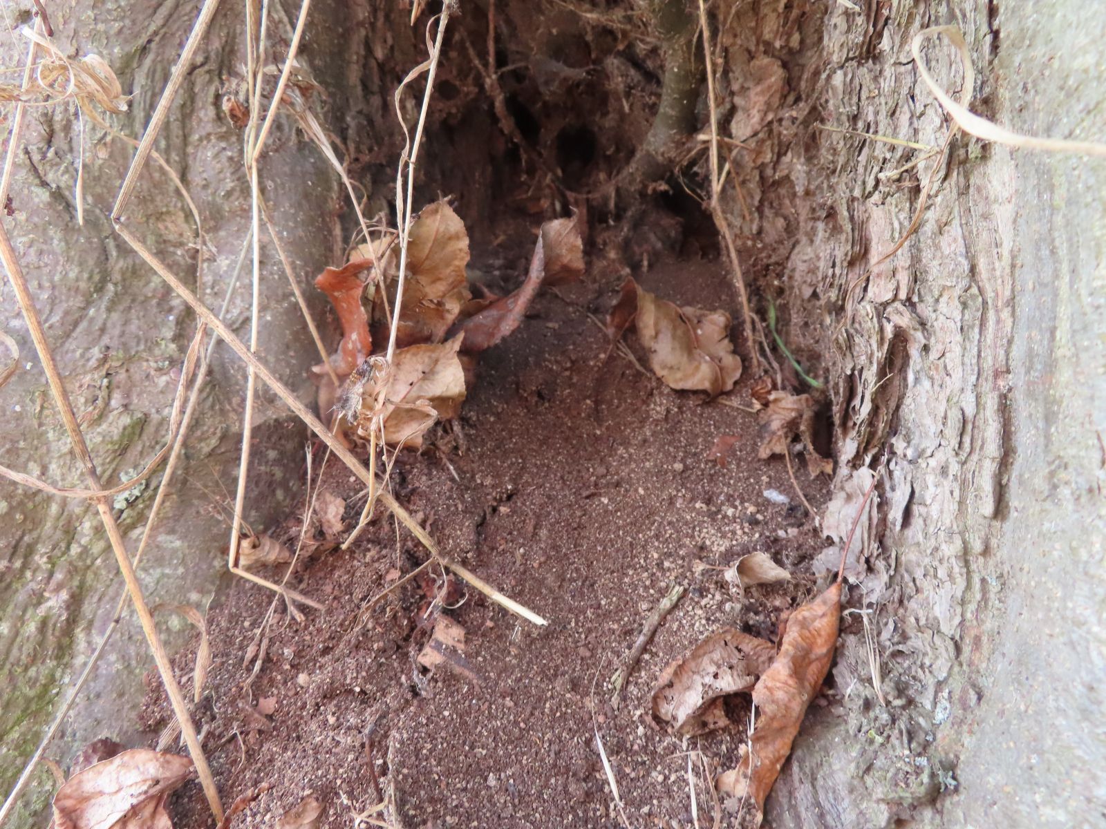 Cunnersdorfer Höhle