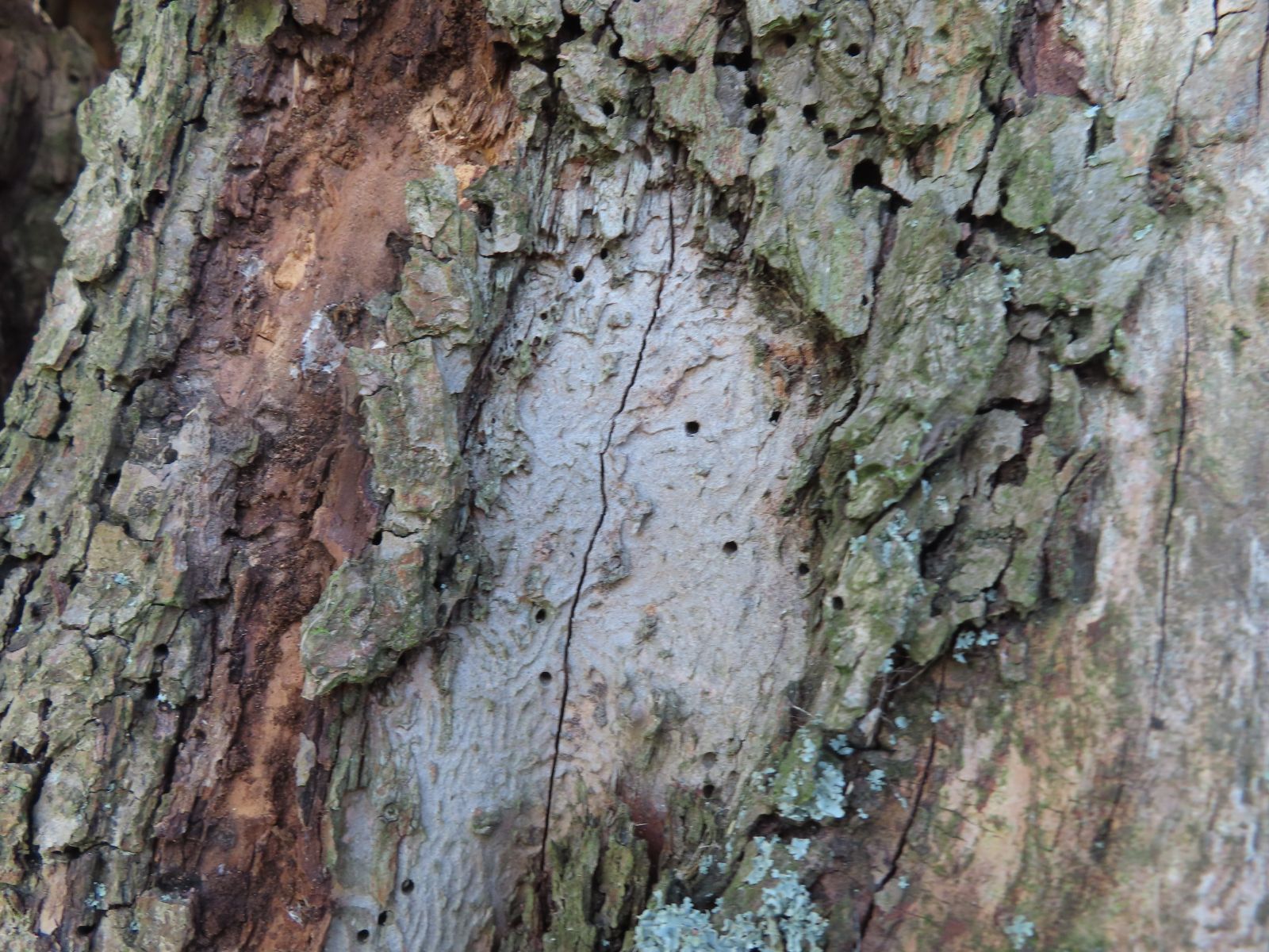 Cunnersdorfer - Bockkäfer