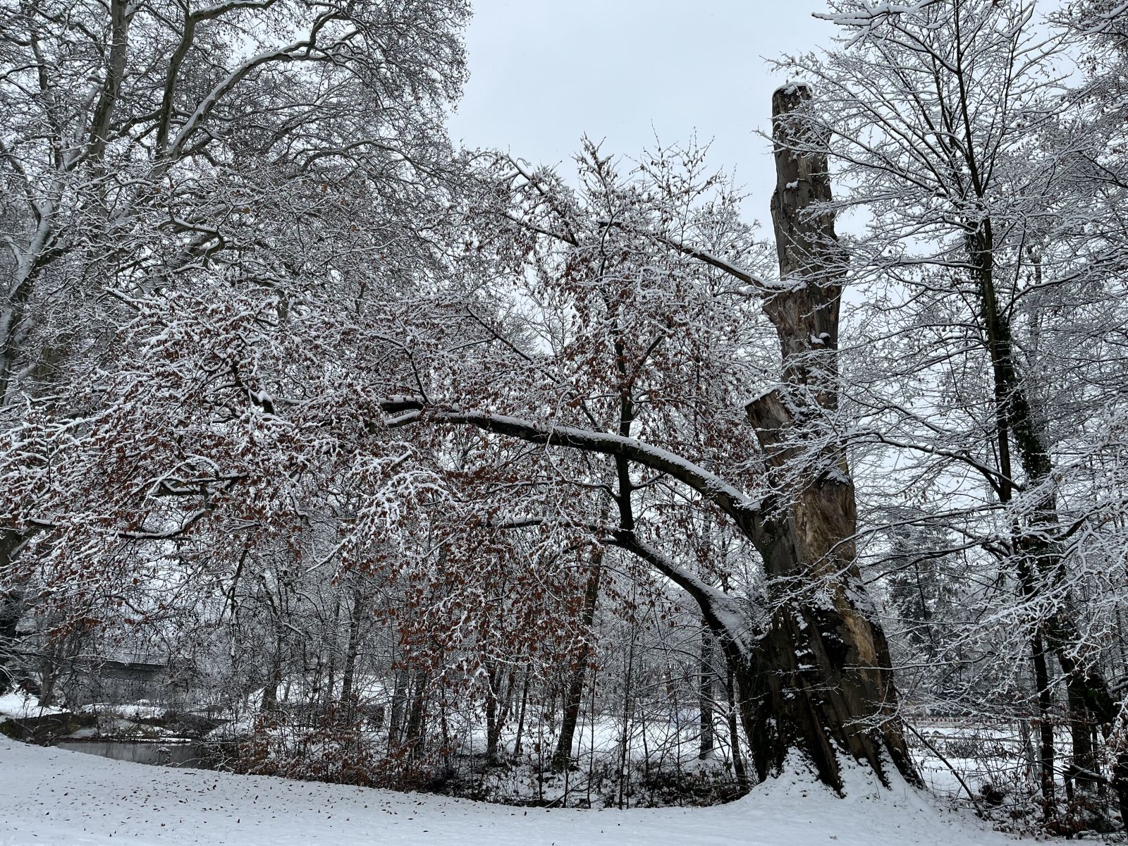 Rot-Buche aus dem 18. Jahrhundert