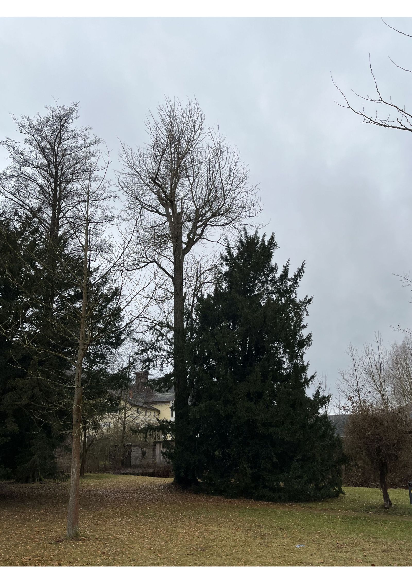 Ginkgo im Heilsberger Park