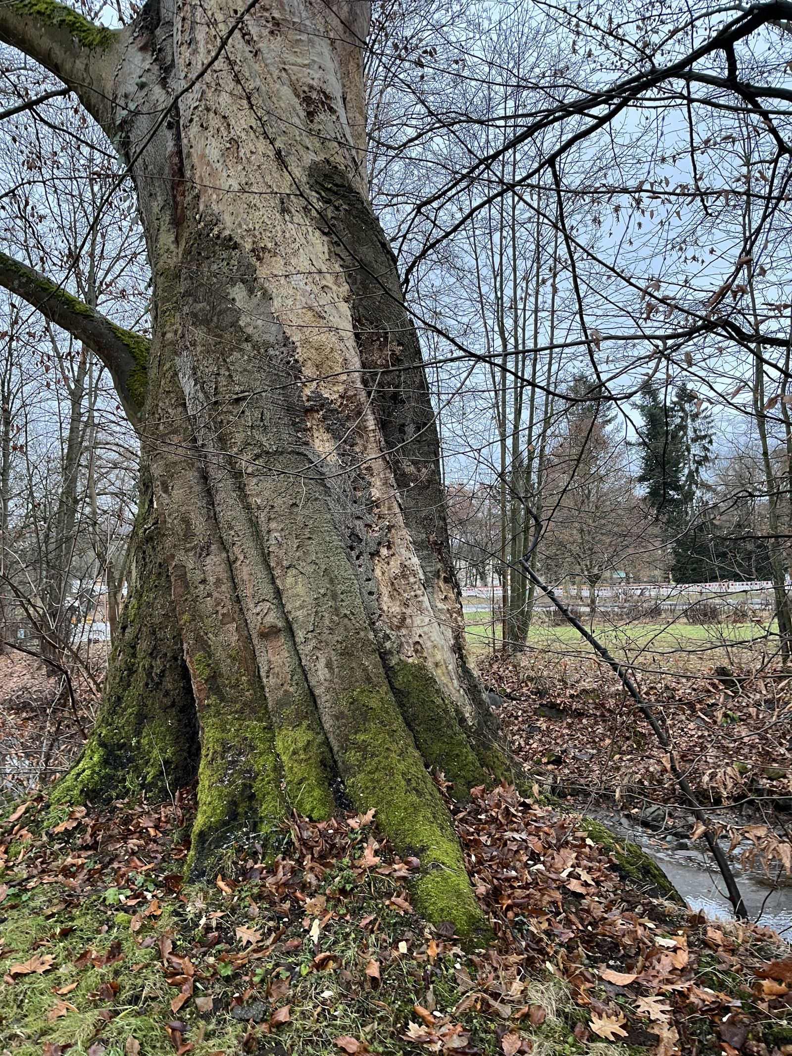 Rot-Buche aus dem 18. Jahrhundert / Stamm