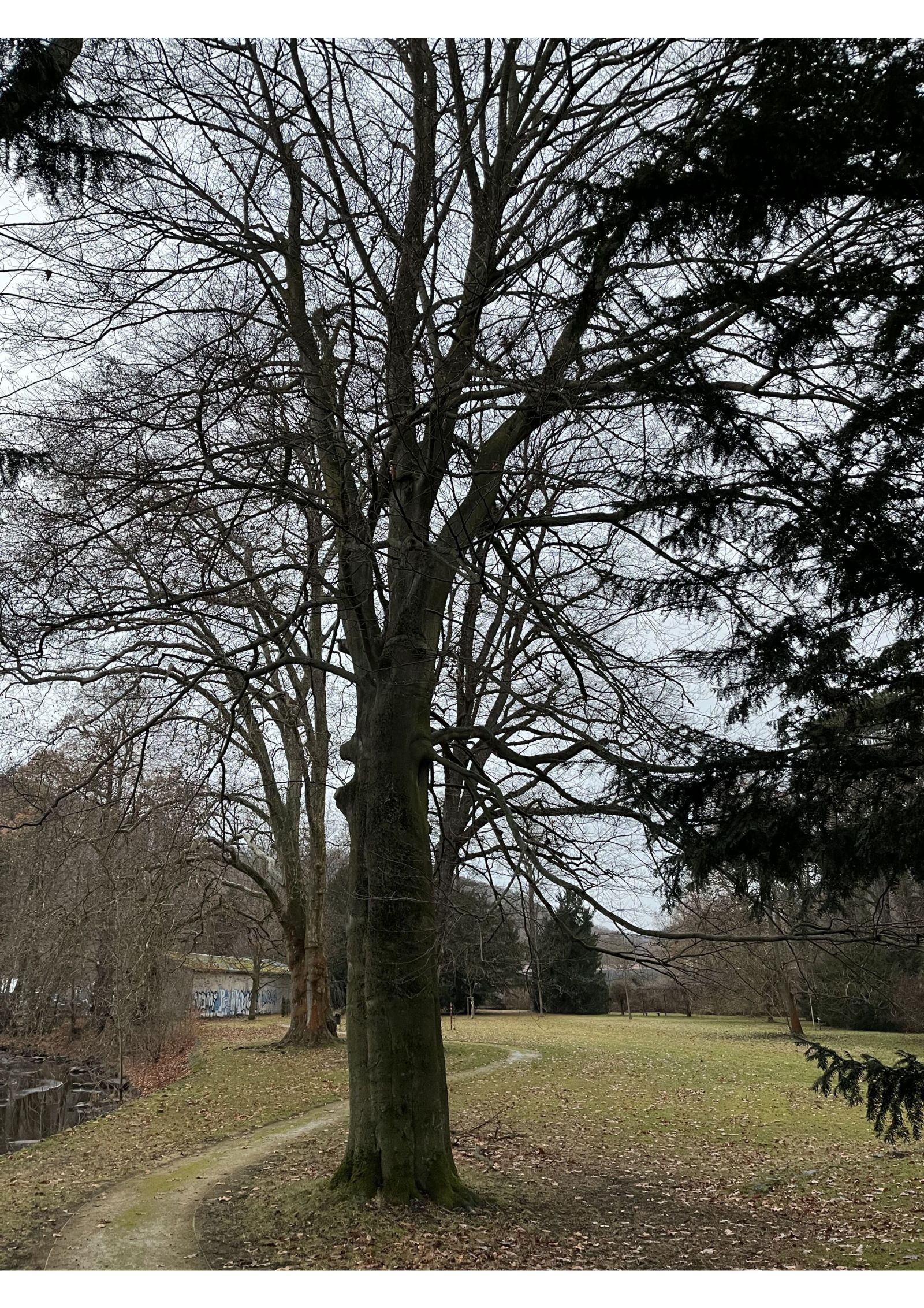 Blut-Buche im Heilsberger Park