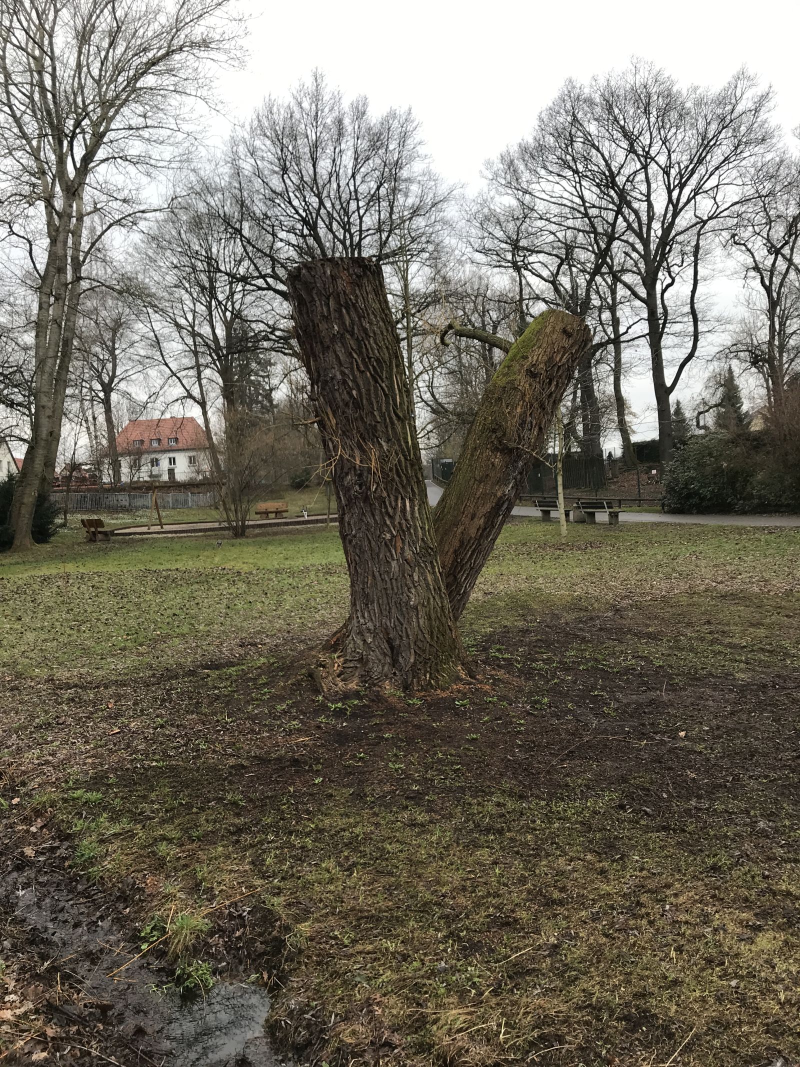Hängeweide im Tierpark Freiberg