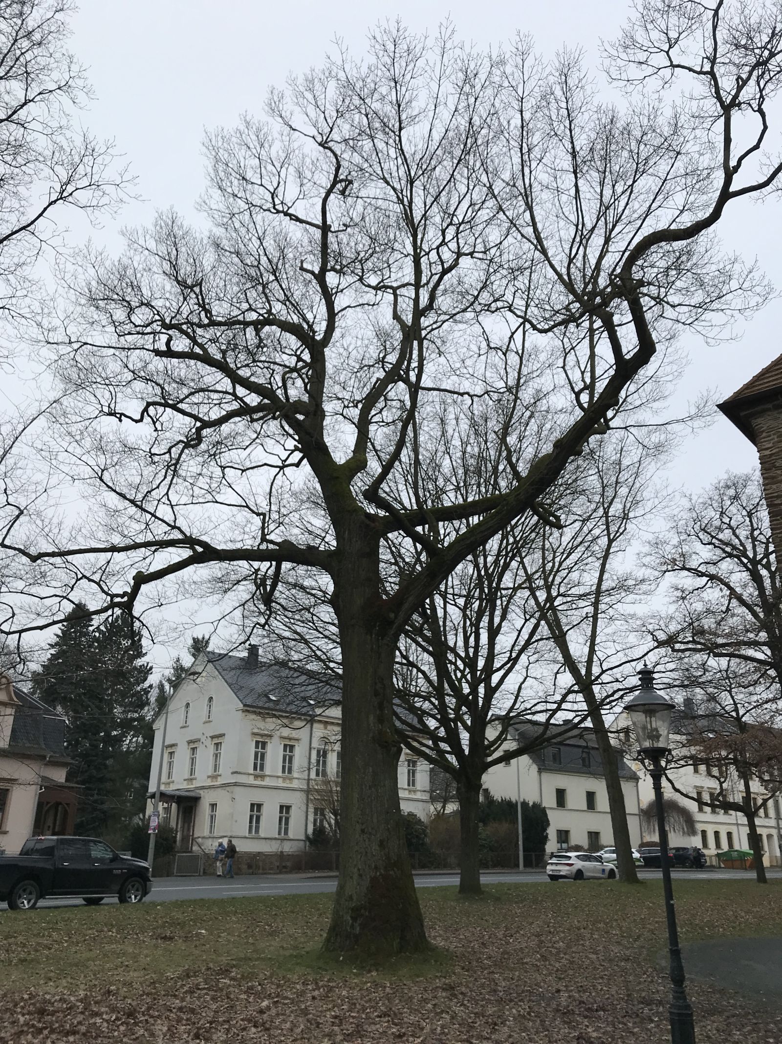 Rot-Eiche am Gelben Löwenturm Freiberg