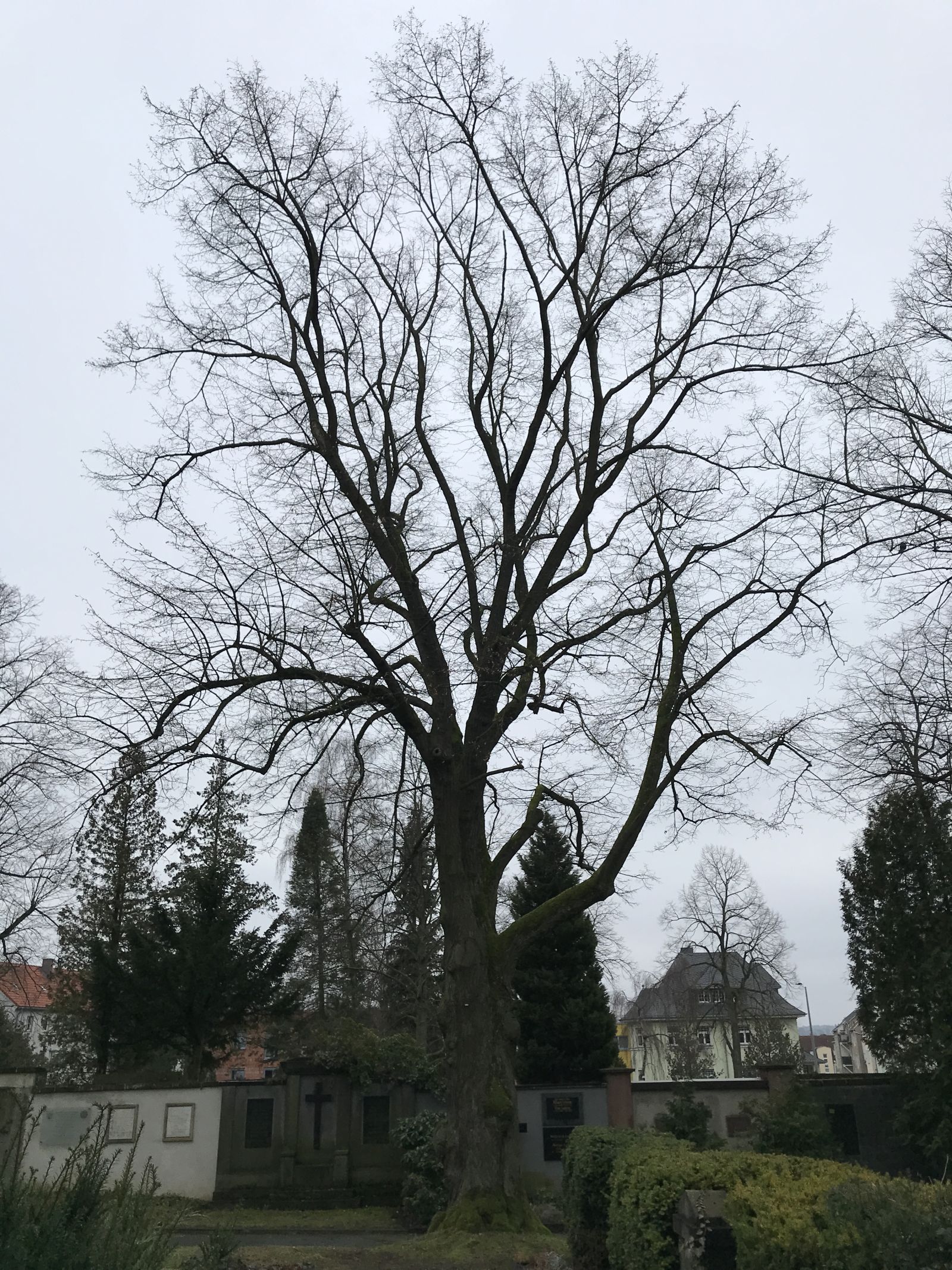 Winter-Linde im Donatsfriedhof Freiberg