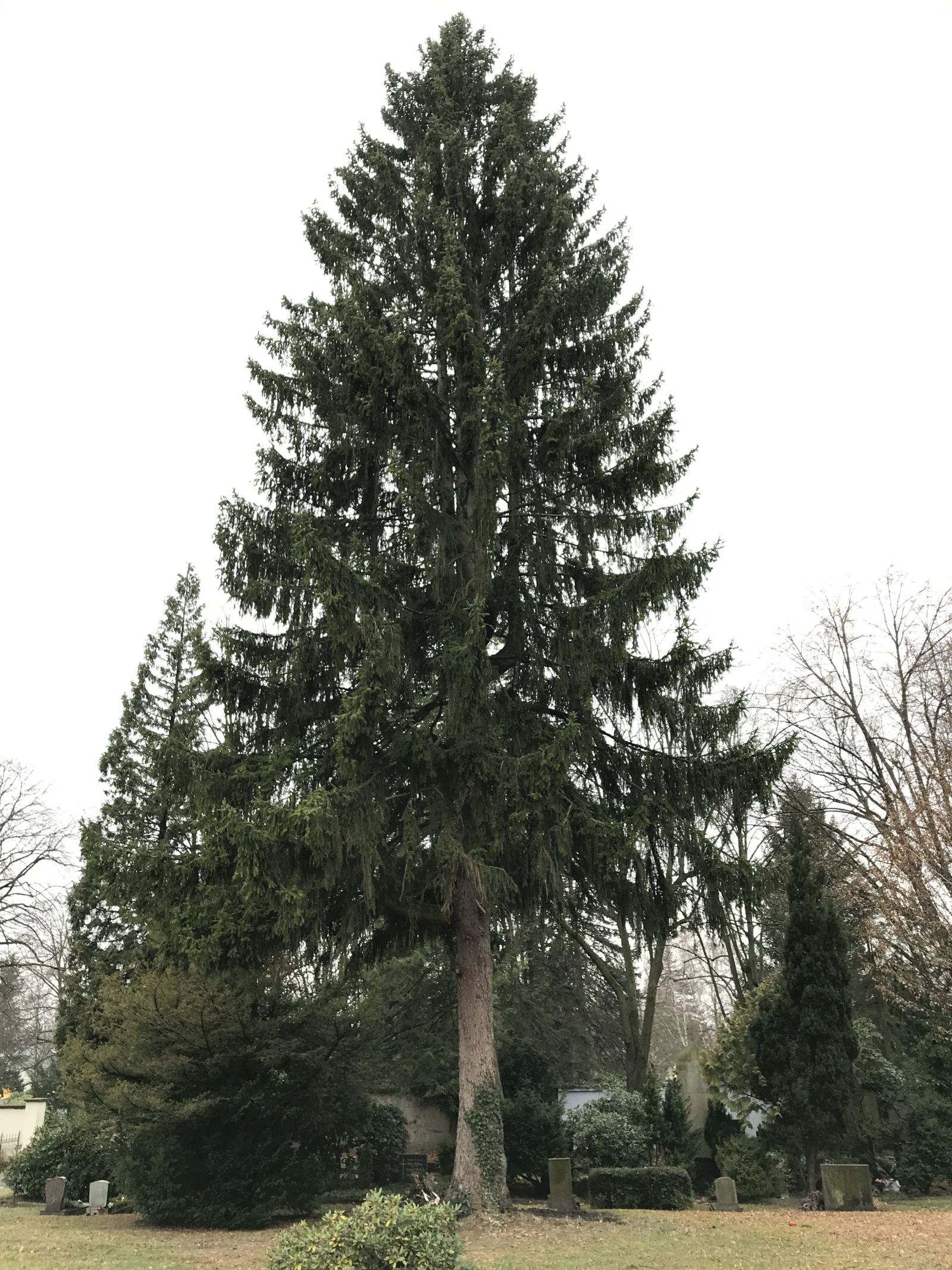 Fichte im Donatsfriedhof Freiberg
