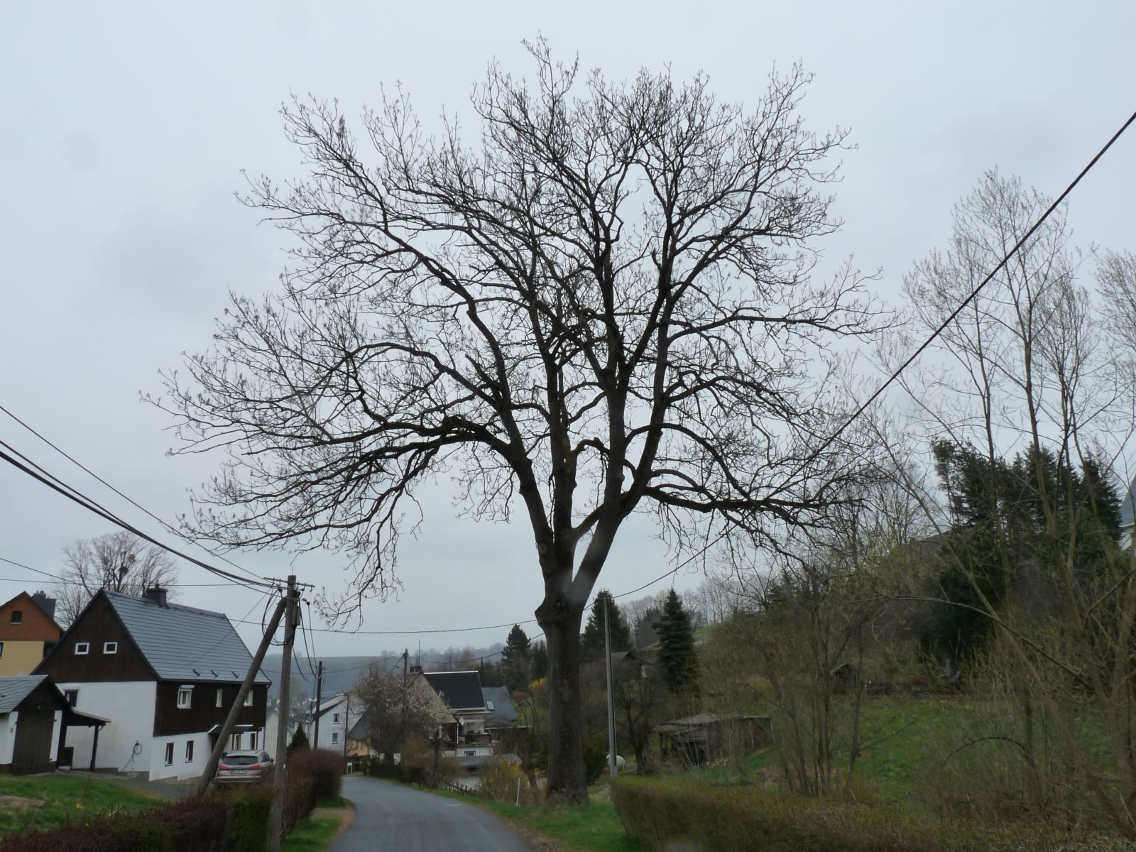 jens020_Winter-Aspekt der Esche in Bärenstein (2022)