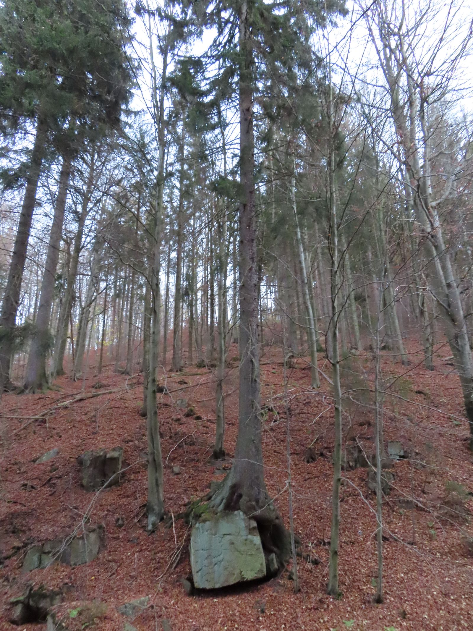 jens007_Würfelzuckerfichte im Weicholdswald_A (2022/11)