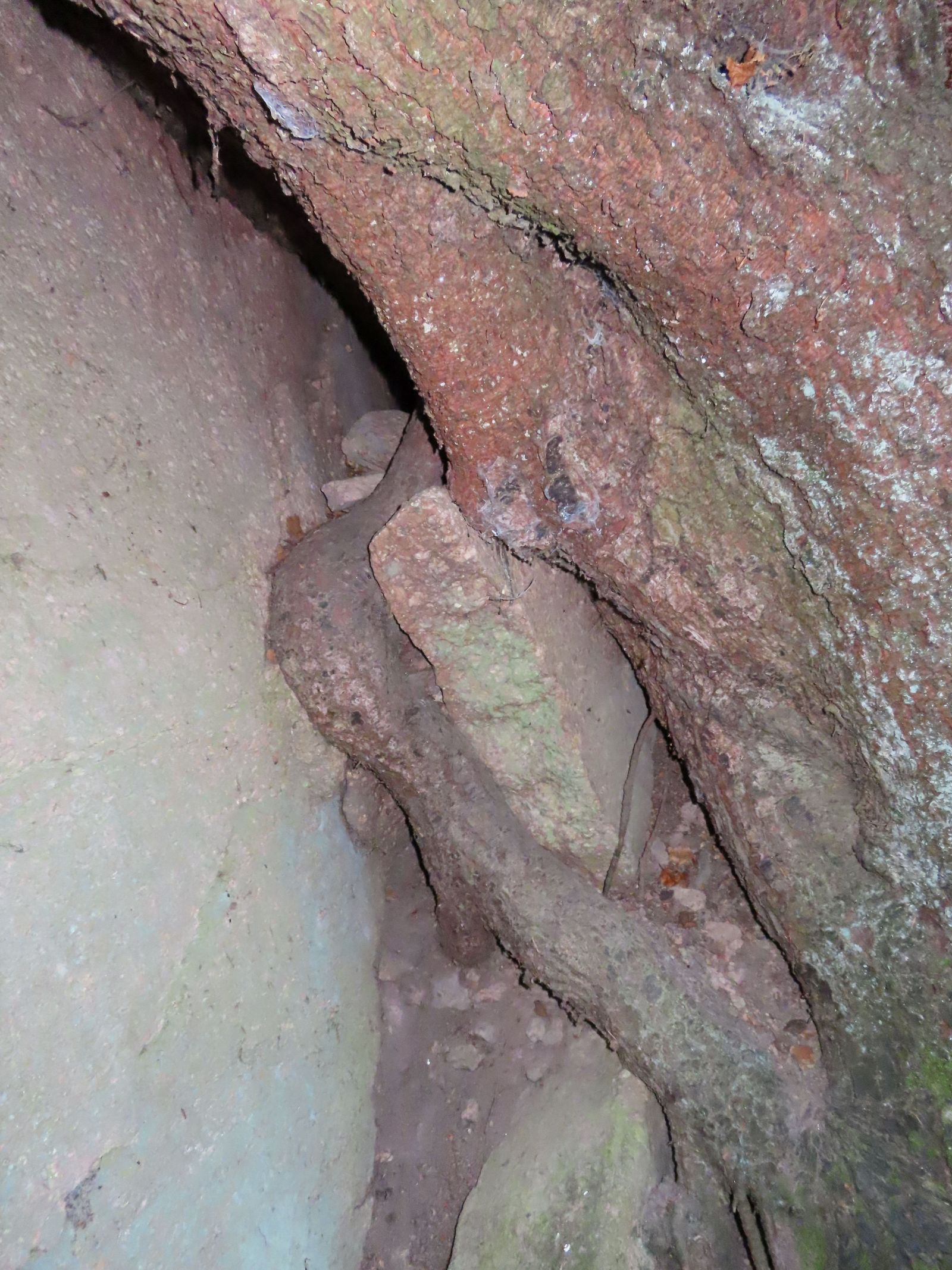 jens007_Würfelzuckerfichte im Weicholdswald_B (2022/11)