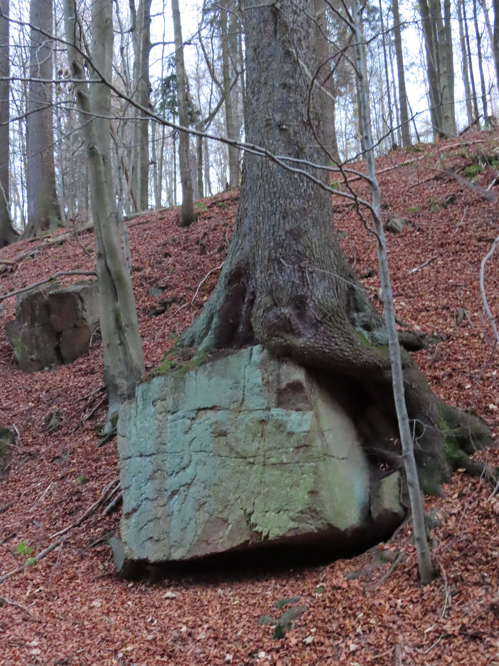 jens007_Würfelzuckerfichte im Weicholdswald_C (2022/11)