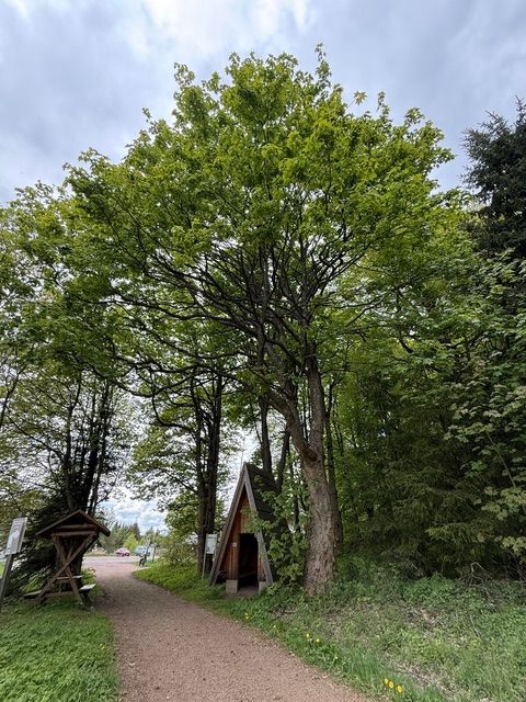 Berg-Ahorn Neurehefeld