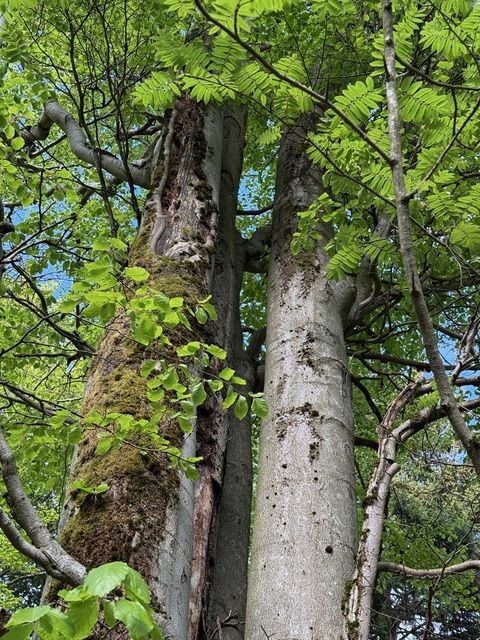 Buche am Wagnerloch Neurehefeld / Stamm