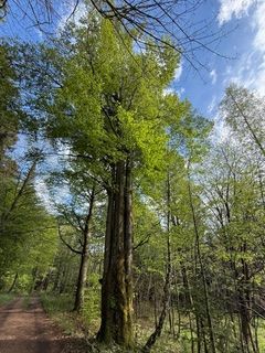 Buche am Wagnerloch Neurehefeld