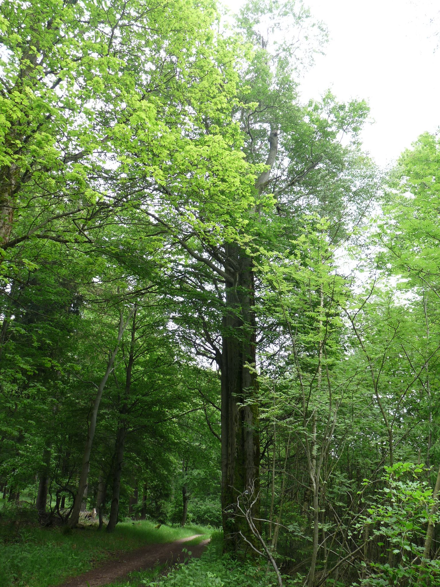 jens142_Buche am Wagnerloch Neurehefeld_Baumansicht (2024/06)