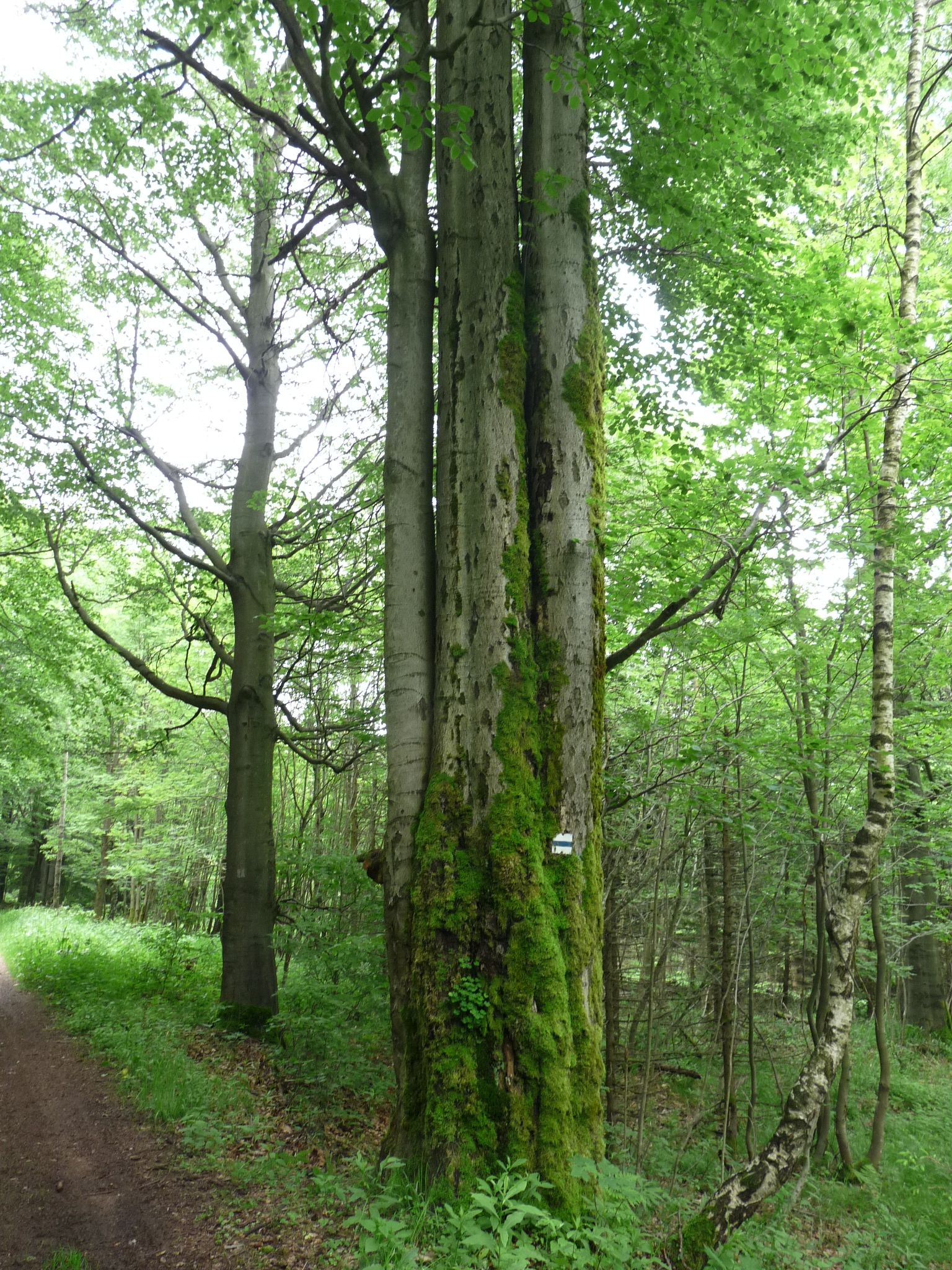 jens142_Buche am Wagnerloch Neurehefeld_Stämme (2024/06)