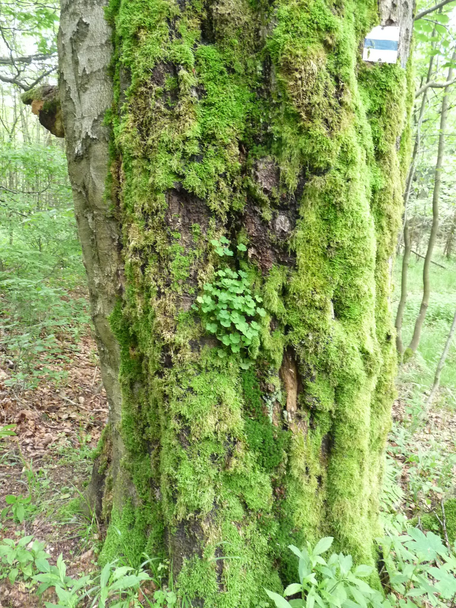 jens142_Buche am Wagnerloch Neurehefeld_Moos (2024/06)