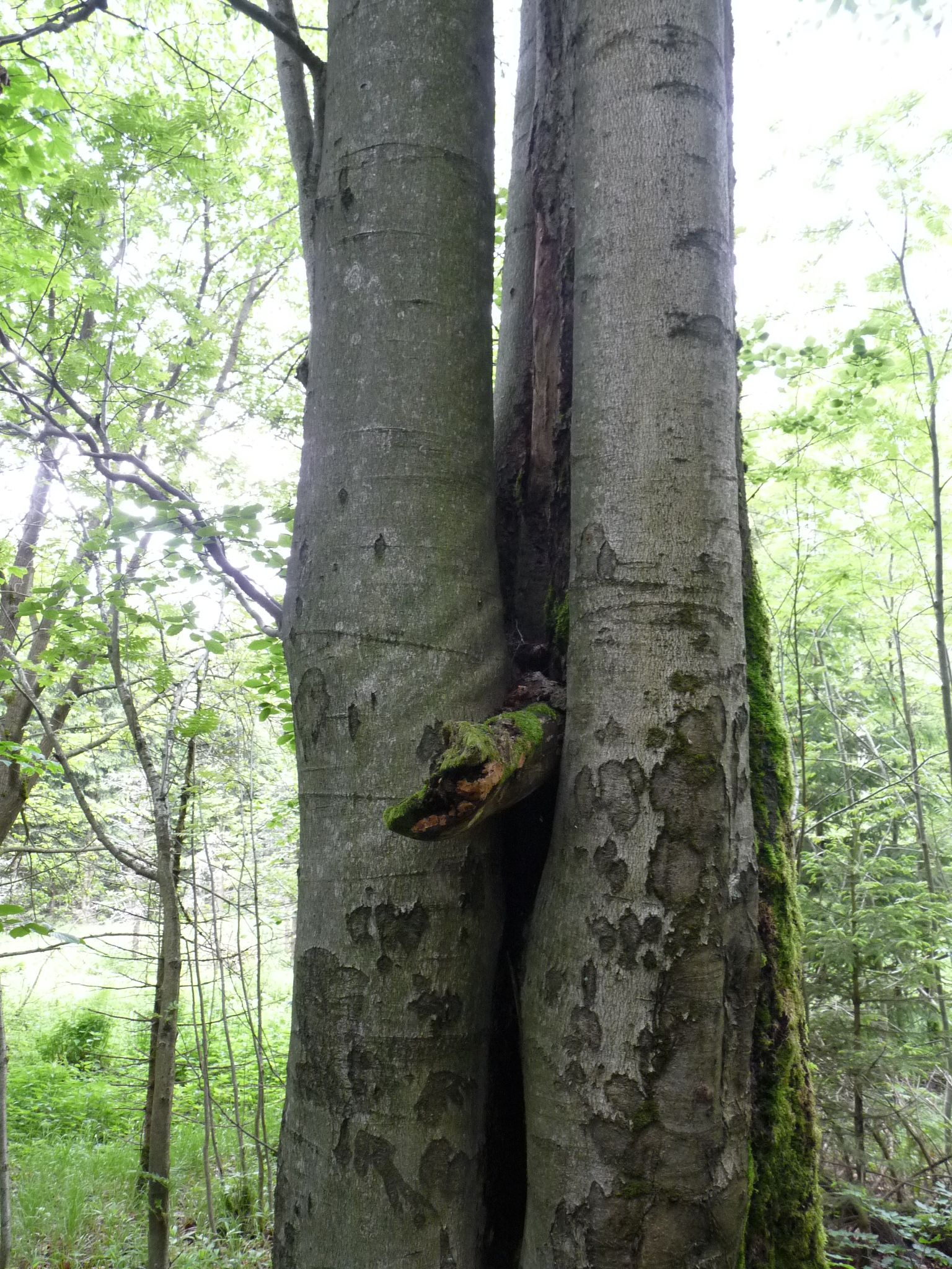 jens142_Buche am Wagnerloch Neurehefeld_Stämme nah (2024/06)