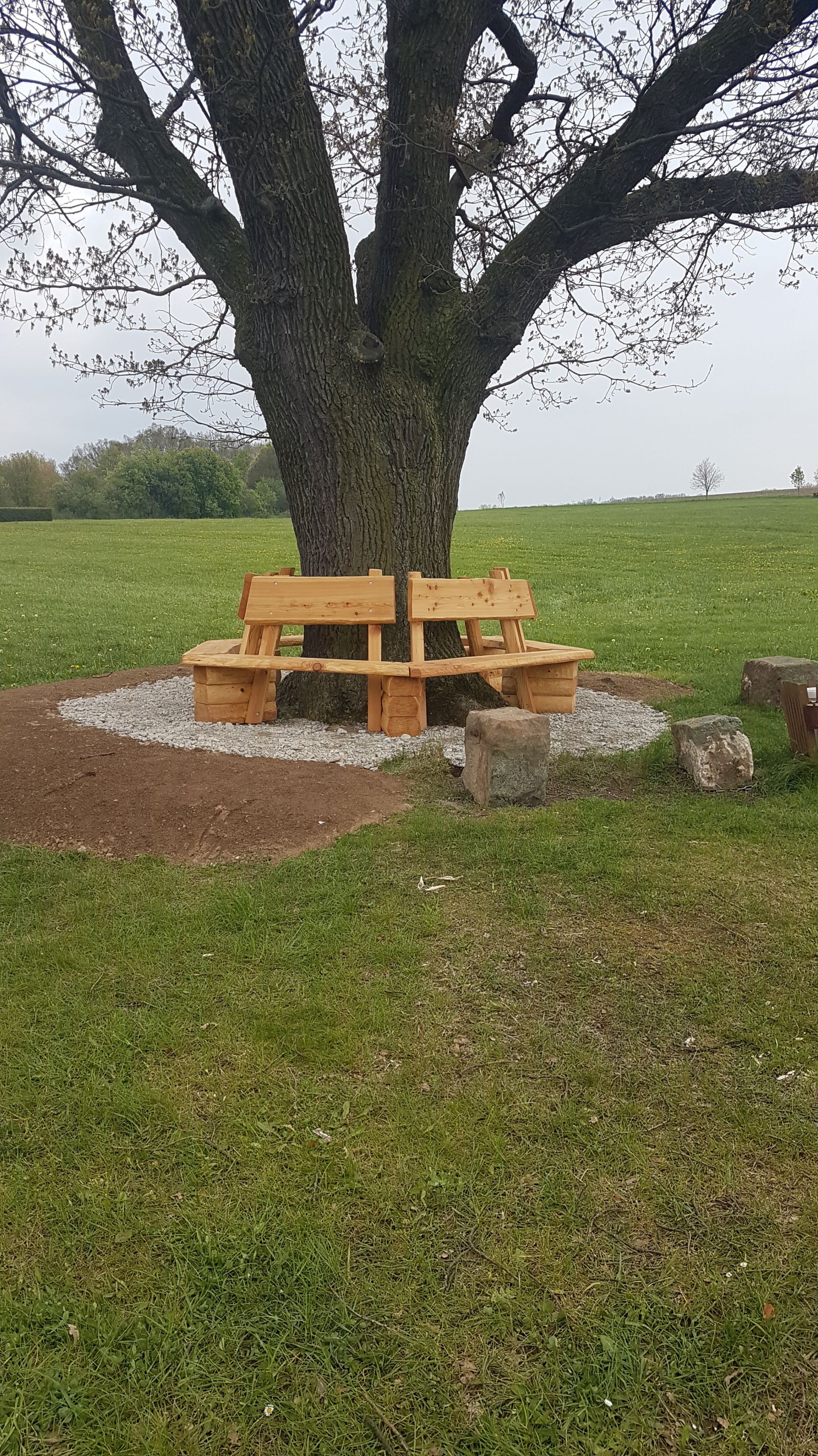 jens151_Stiel-Eiche in der Dippser Siedlung_Bank Stammfuß a (2024/05)