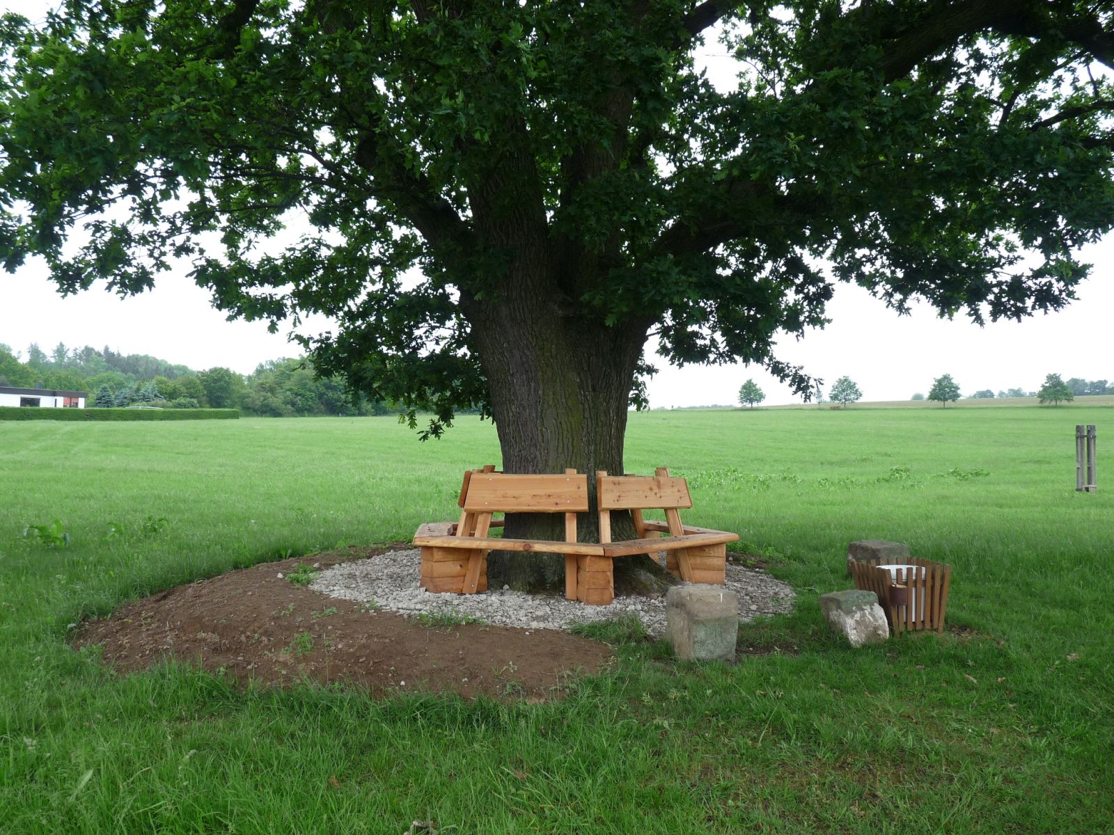 jens151_Stiel-Eiche in der Dippser Siedlung_Bank Stammfuß (2024/06)