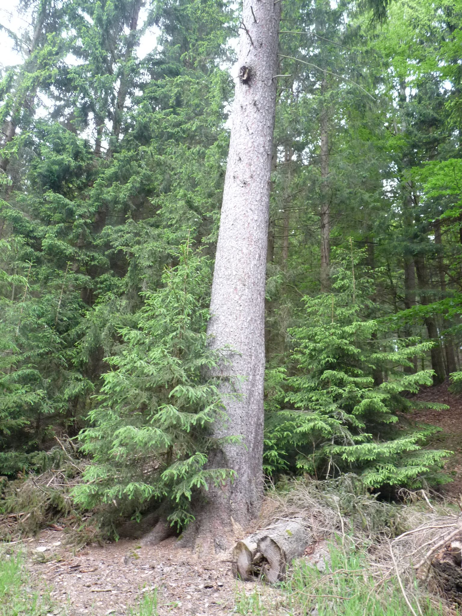 jens152_Fichte am Heckenflössel_Stamm (2024/06)