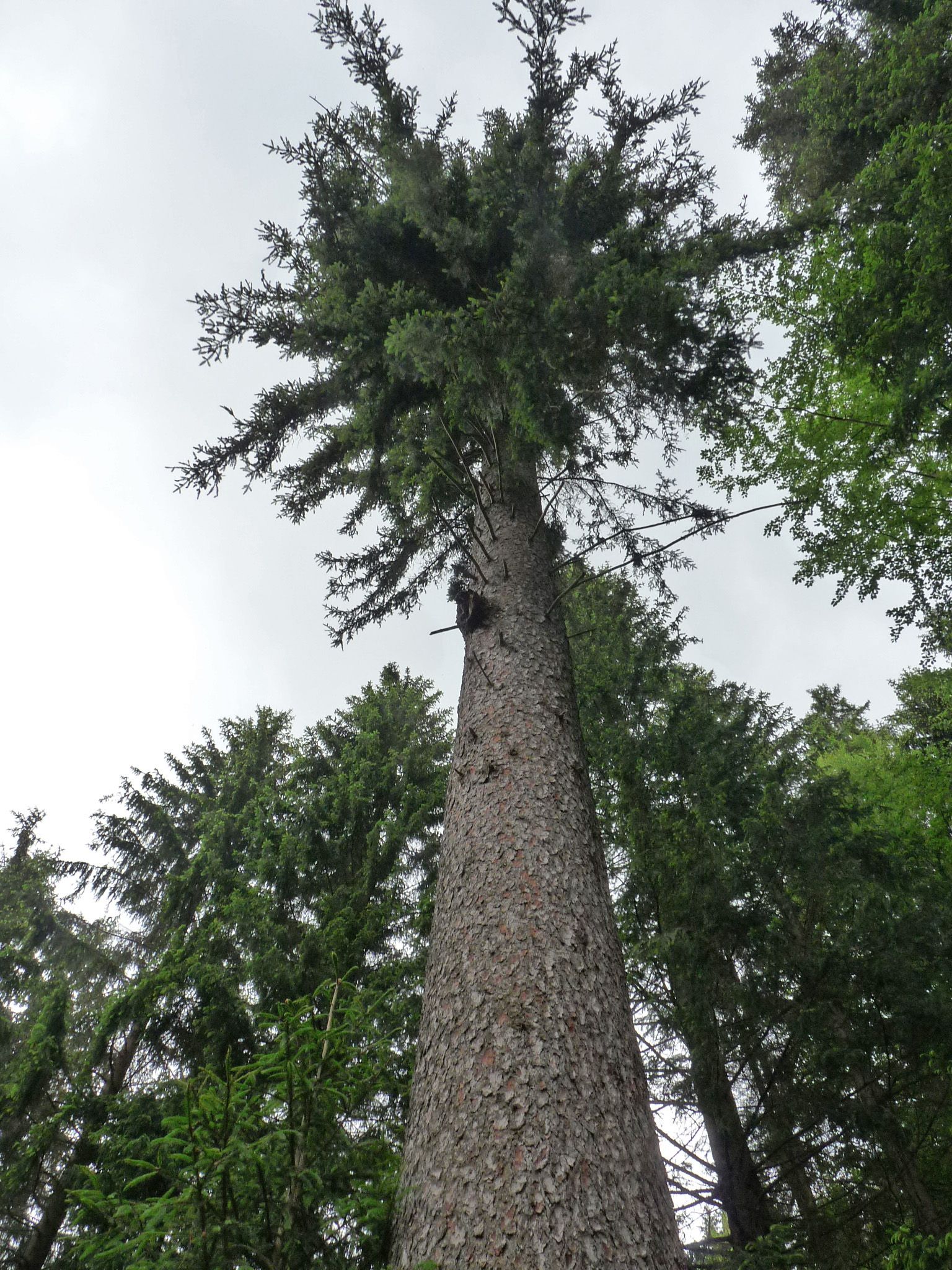 jens152_Fichte am Heckenflössel_Stamm_Krone (2024/06)