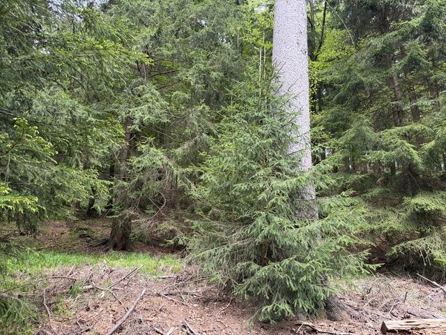 Fichte am Heckenflössel bei Rehefeld