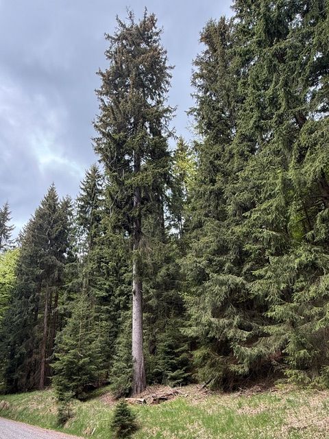 Fichte am Heckenflössel bei Rehefeld