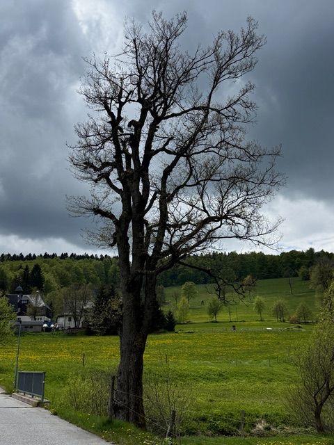 (Flatter-)Ulme an der Brücke Ortsmitte Rehefeld