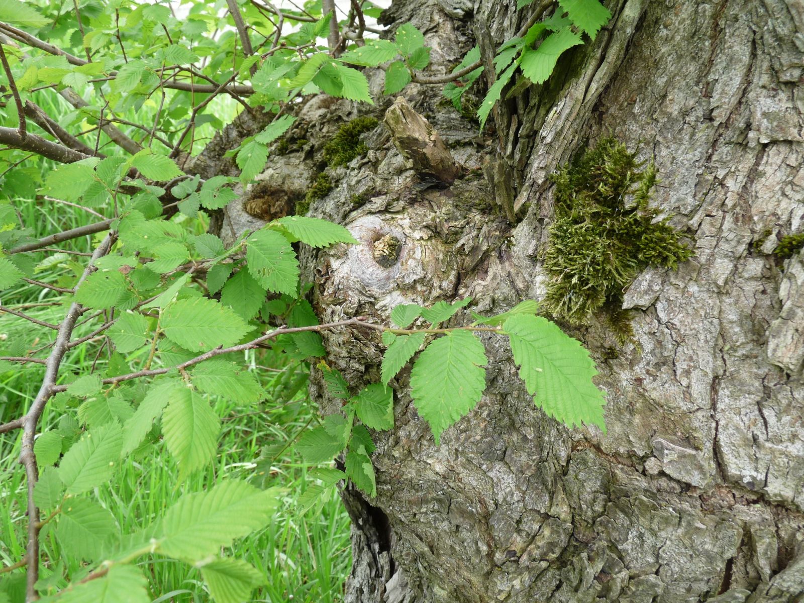 jens153_(Flatter-)Ulme an der Brücke Ortsmitte Rehefeld_Stammaustrieb (2024/06)