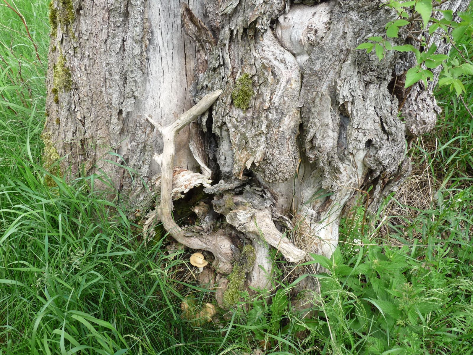 jens153_(Flatter-)Ulme an der Brücke Ortsmitte Rehefeld_Stammfuß (2024/06)