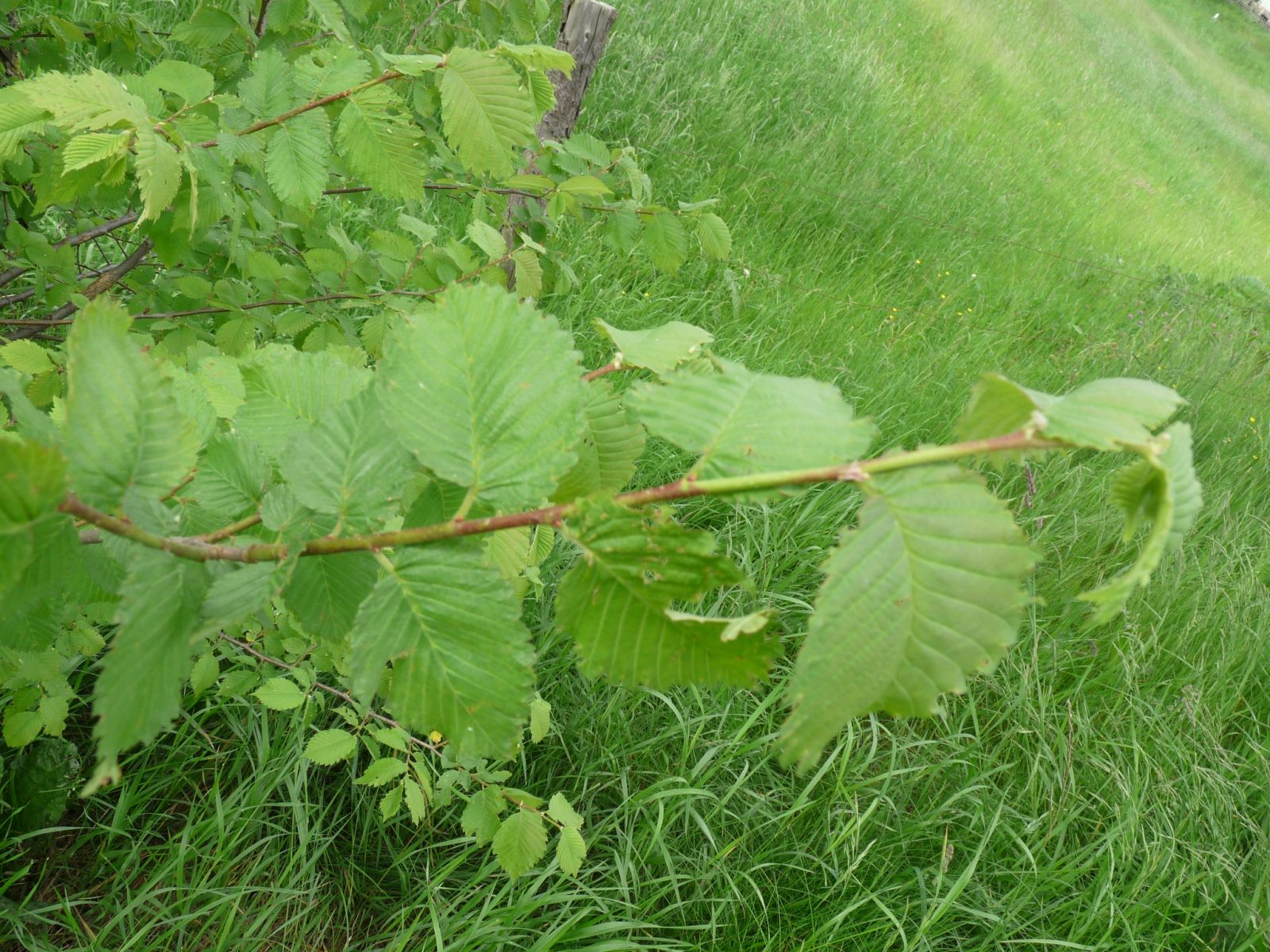 jens153_(Flatter-)Ulme an der Brücke Ortsmitte Rehefeld_Blätter (2024/06)
