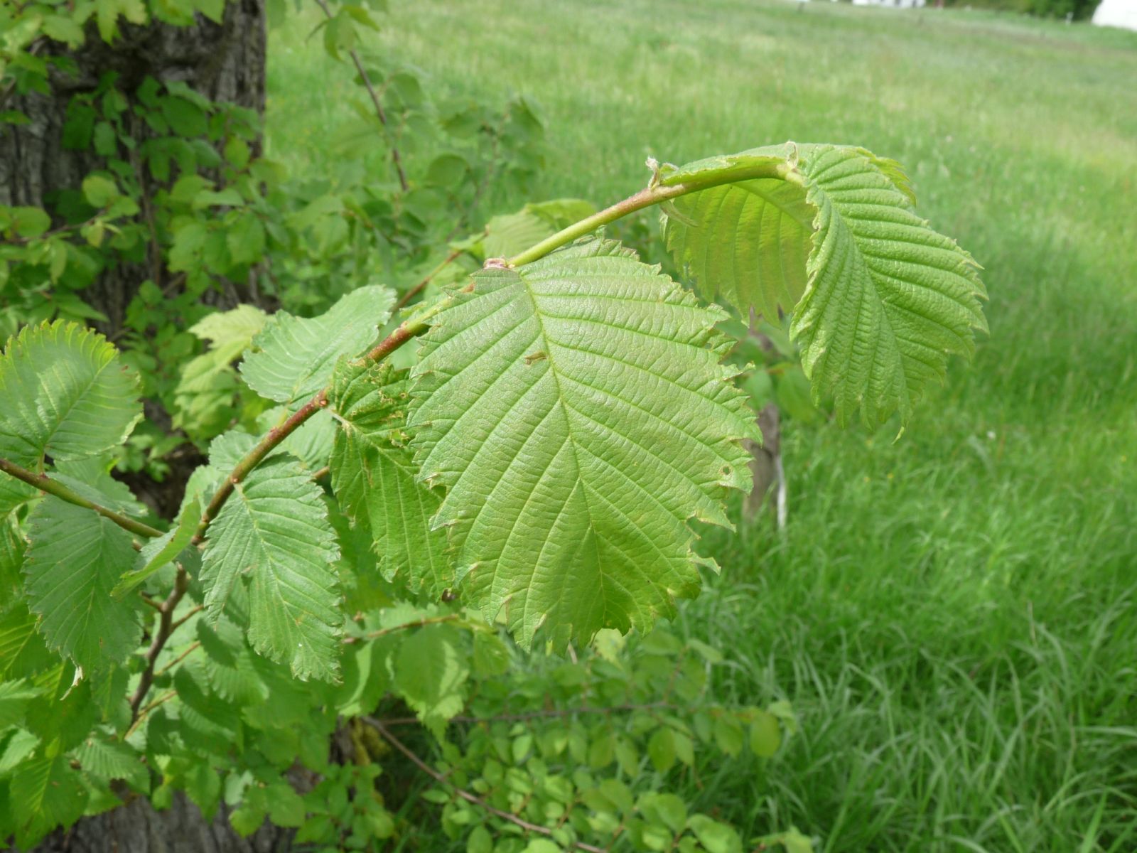 jens153_(Flatter-)Ulme an der Brücke Ortsmitte Rehefeld_Blatt groß (2024/06)