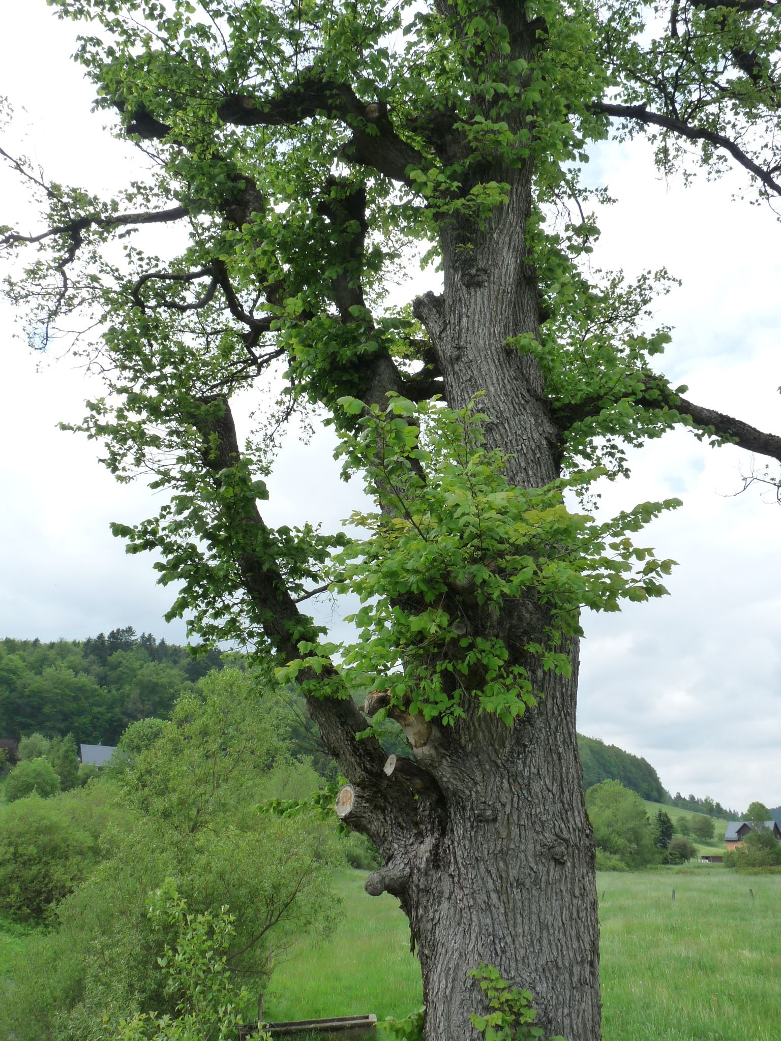 jens153_(Flatter-)Ulme an der Brücke Ortsmitte Rehefeld_Kronenansatz (2024/06)